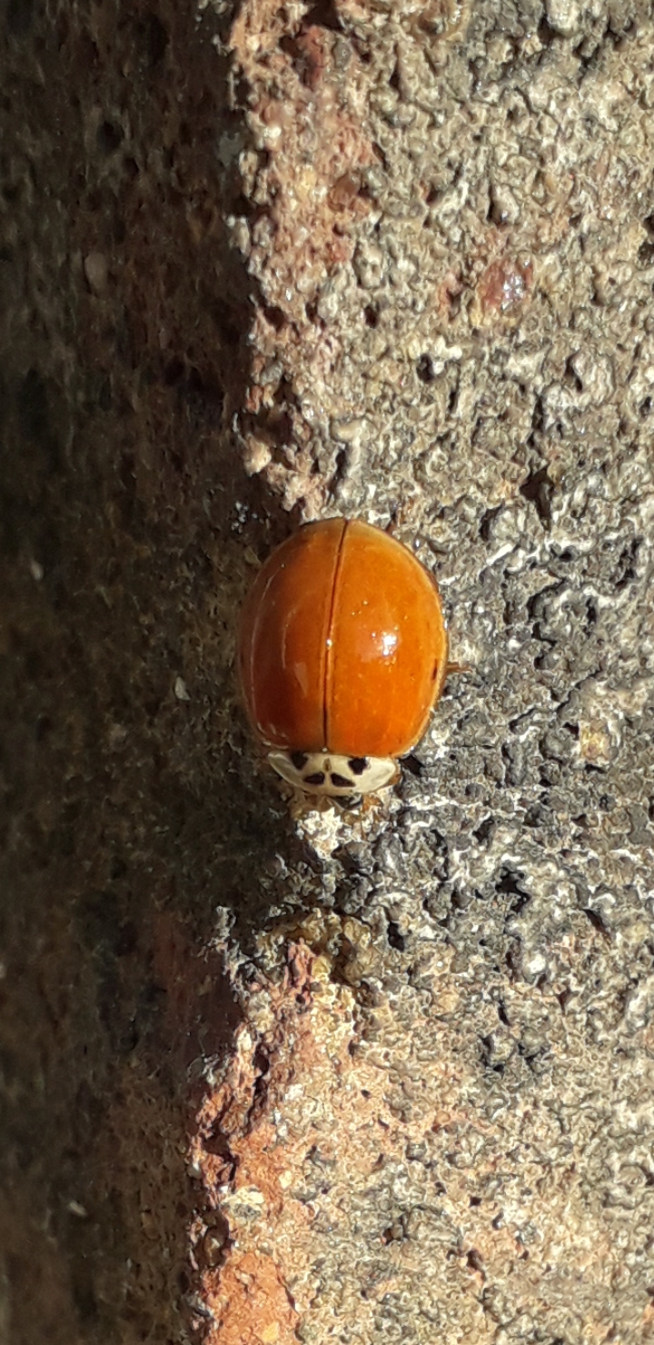 Shiny ladybird without spots r/RealLifeShinies