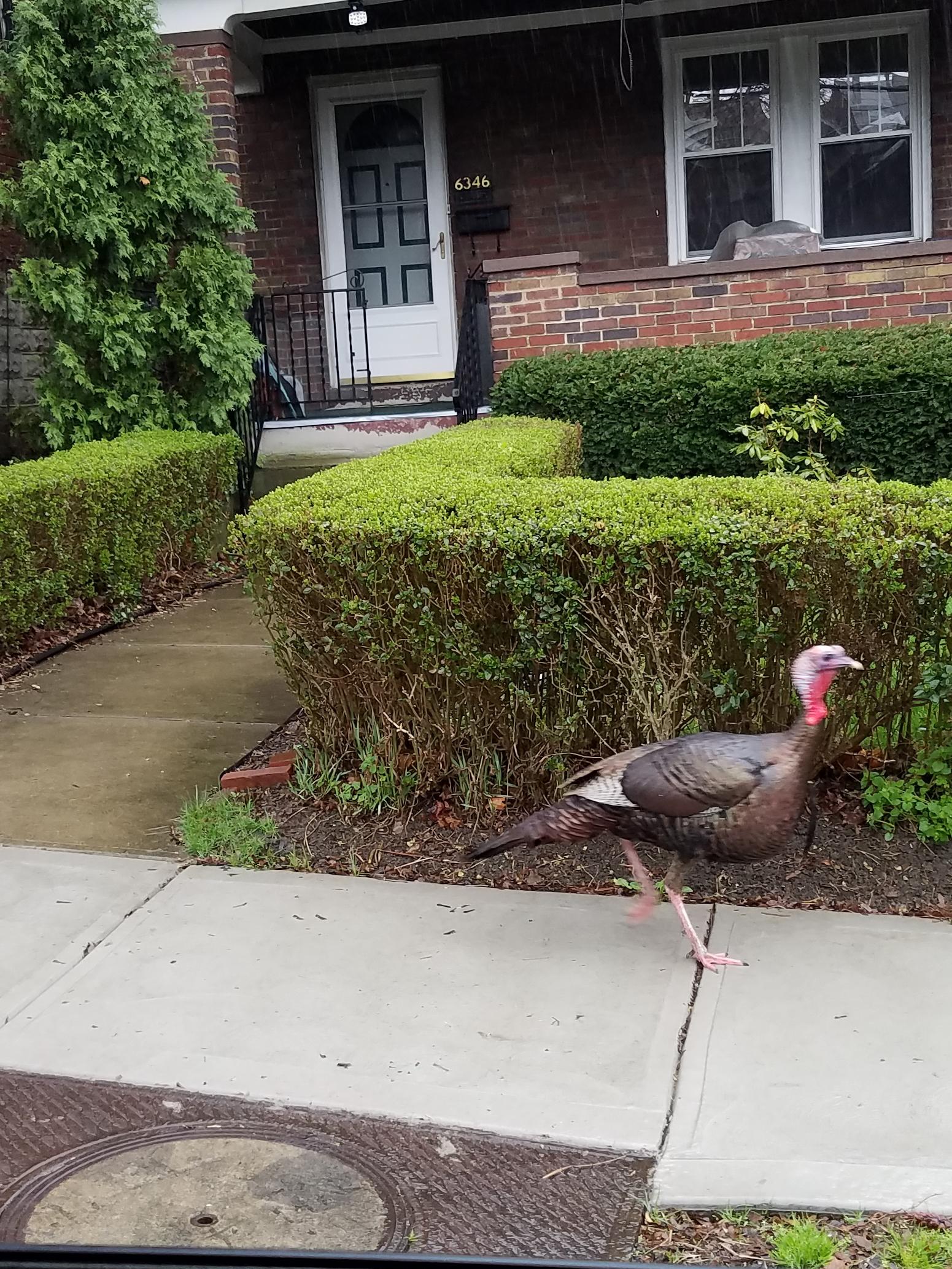 I took this pic on Monitor Street in Greenfield on Friday. r/pittsburgh