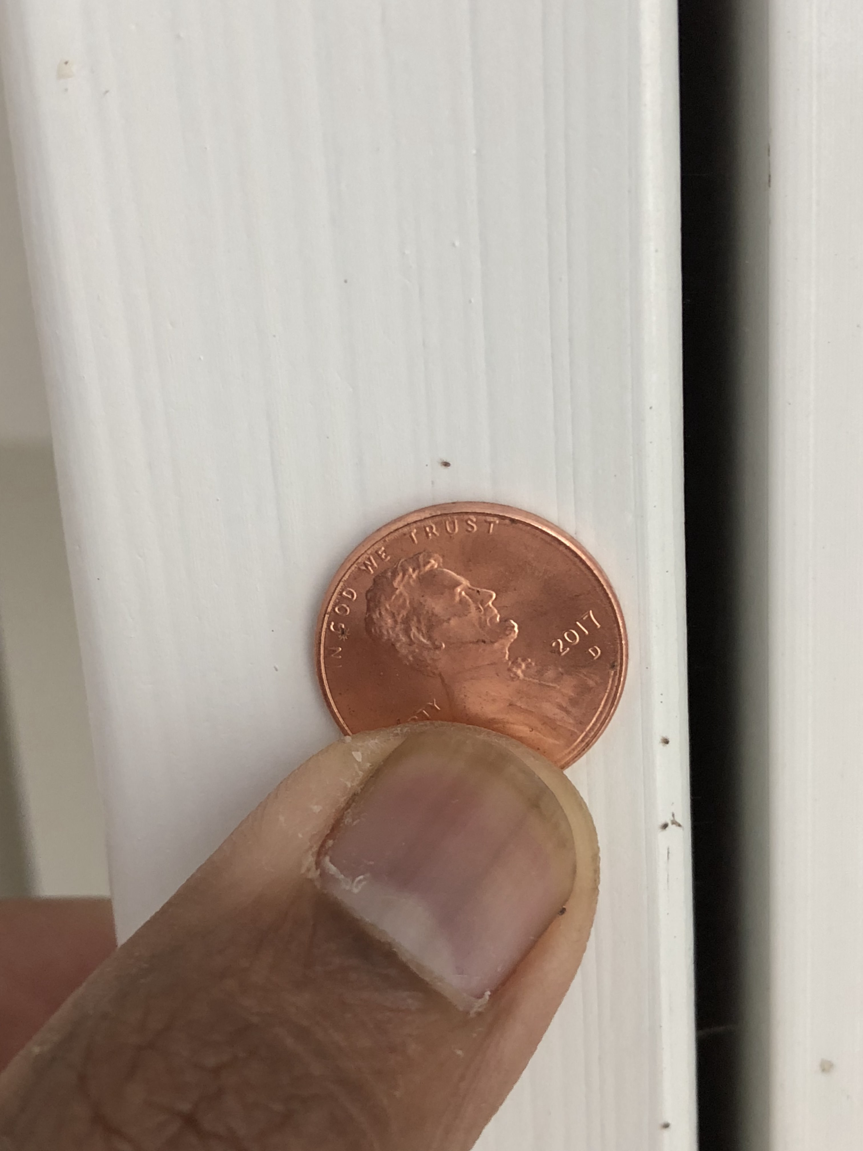 Super tiny black bugs all over the wall and biting everyone in the