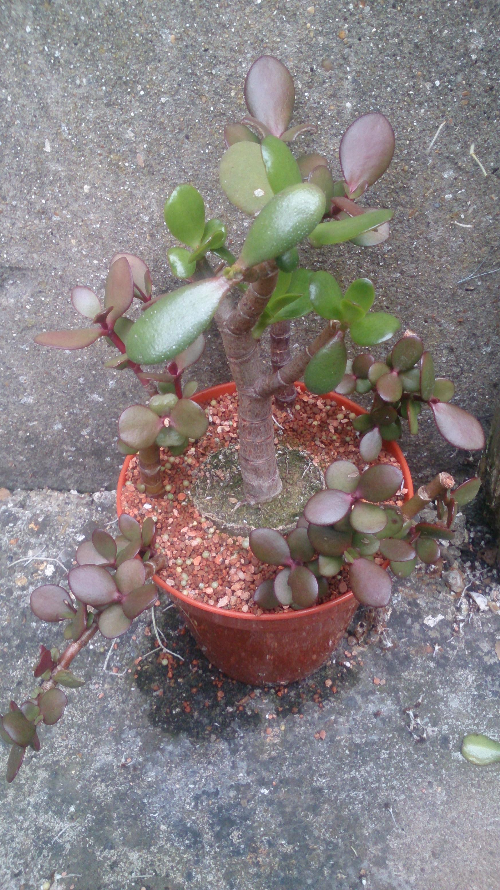 Extra purple jade r/succulents