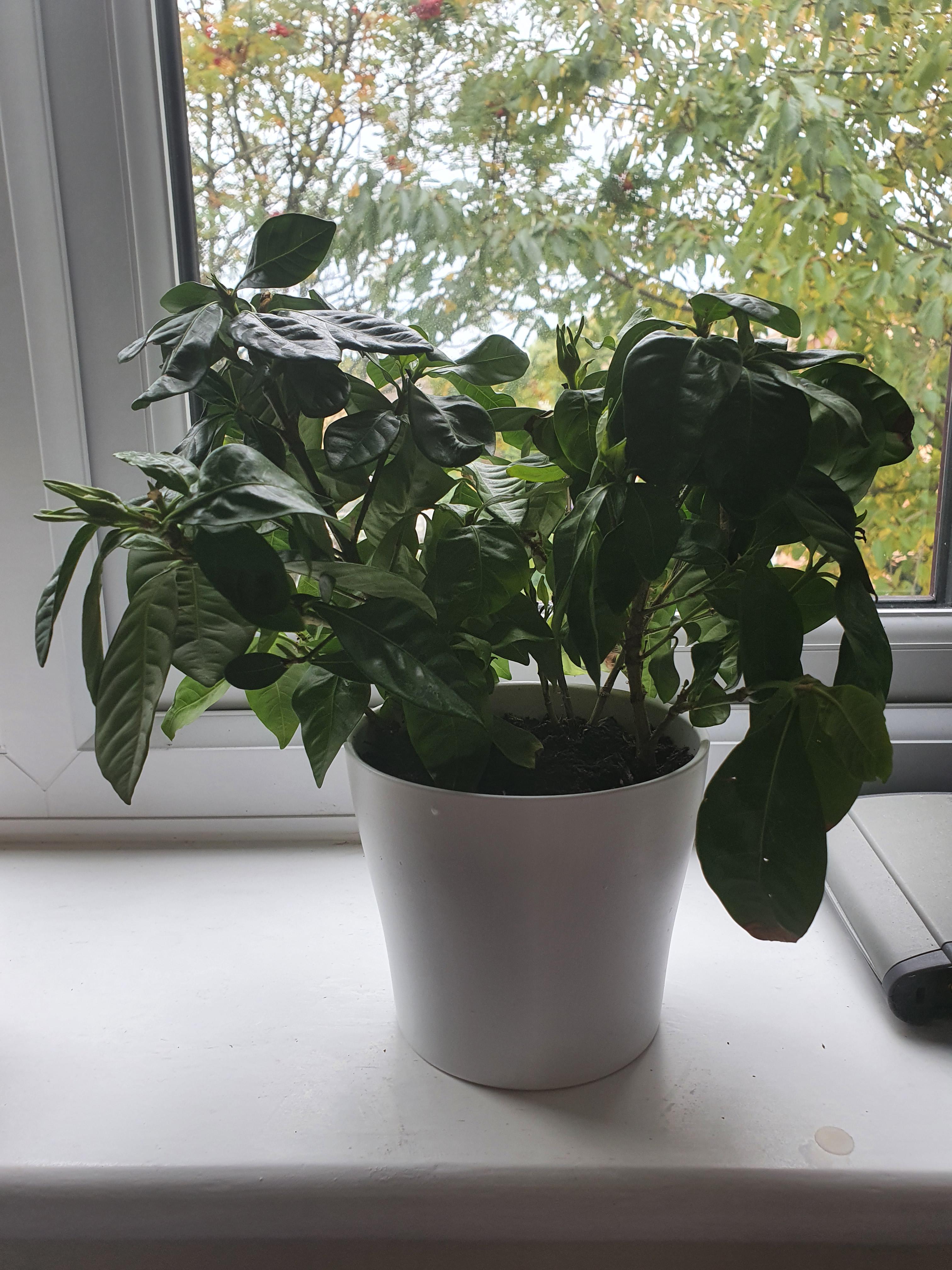 Why is my Gardenia Jasminoide so droopy? r/plants