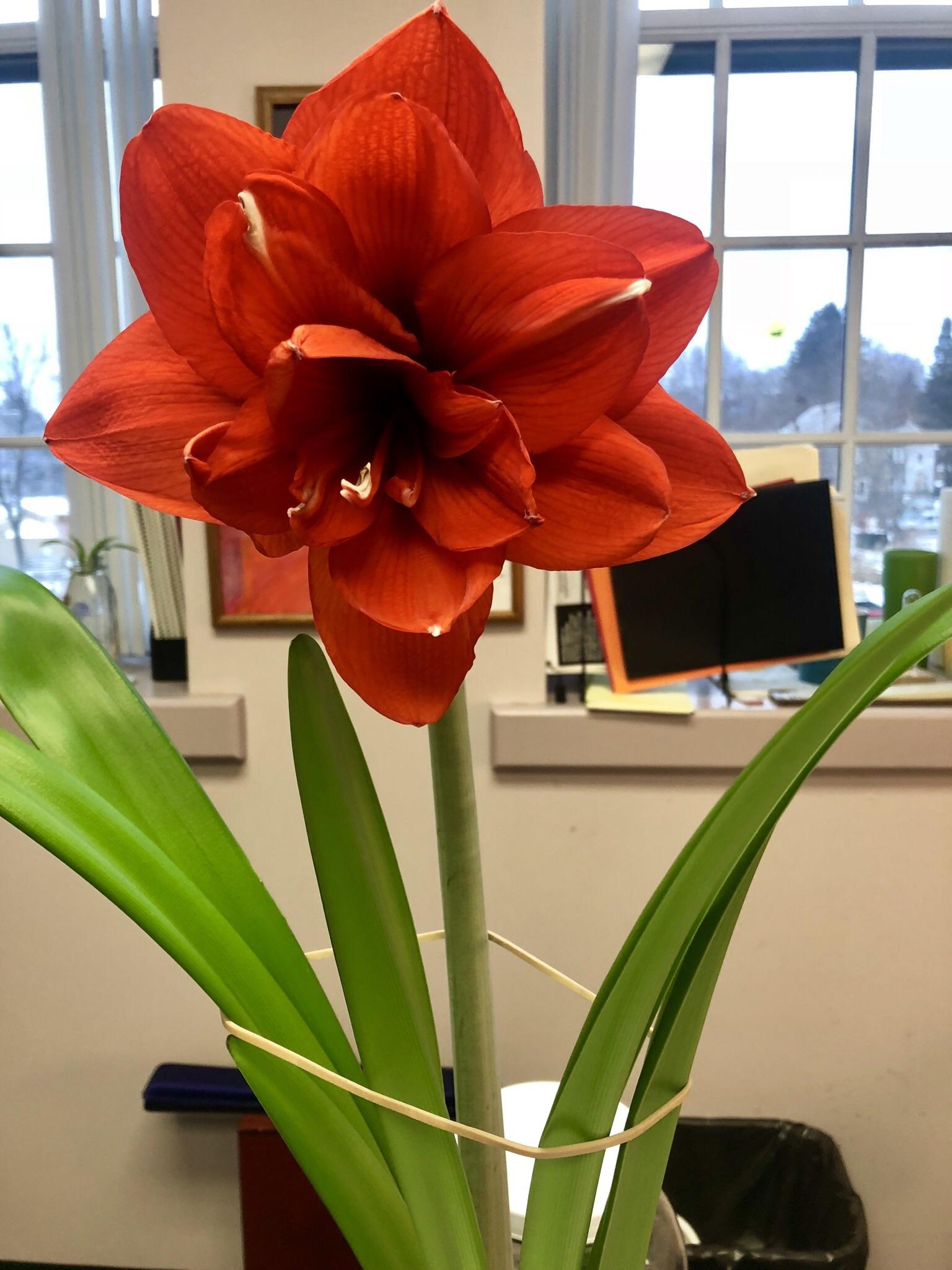Behold!!! The office Amaryllis has bloomed after almost 14 weeks!!! r