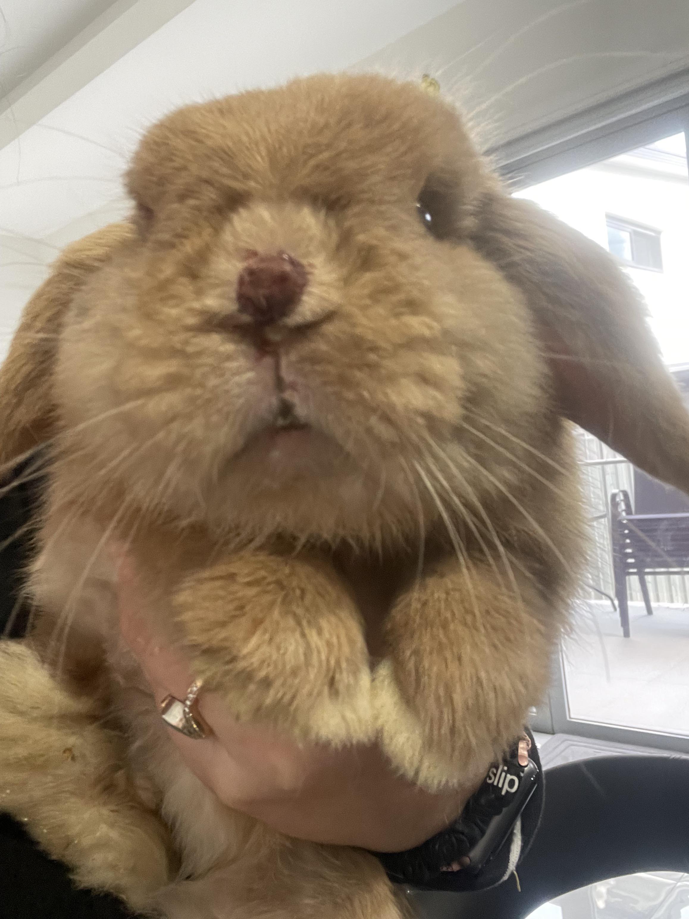 Rabbit syphilis? Or something else? r/Rabbits
