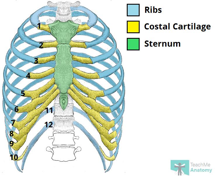 Pain in lower right ribs (pinching feeling)? r/costochondritis