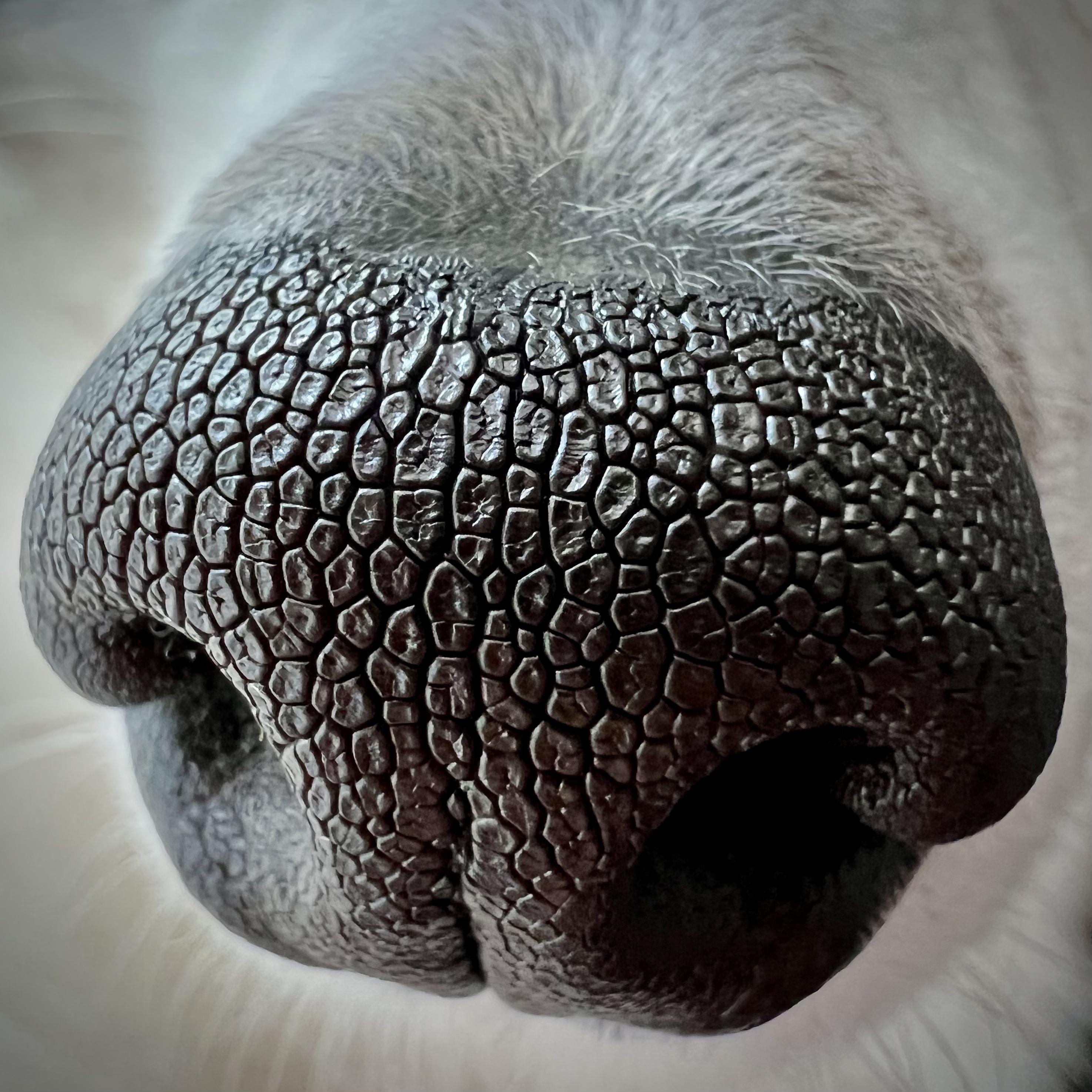Interesting Photo of the Day Patterns on a Pup's Nose