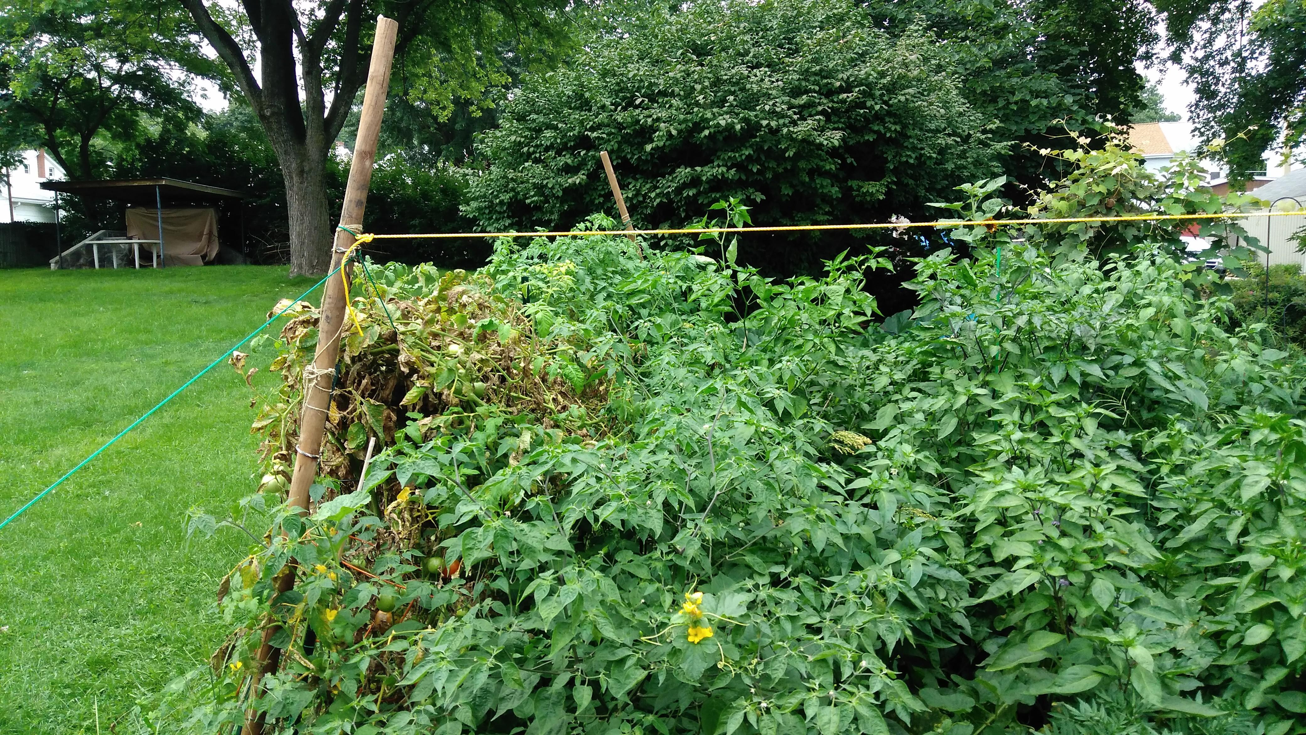 6 ft tall and still growing! Tomatoes and peppers. Memories of last