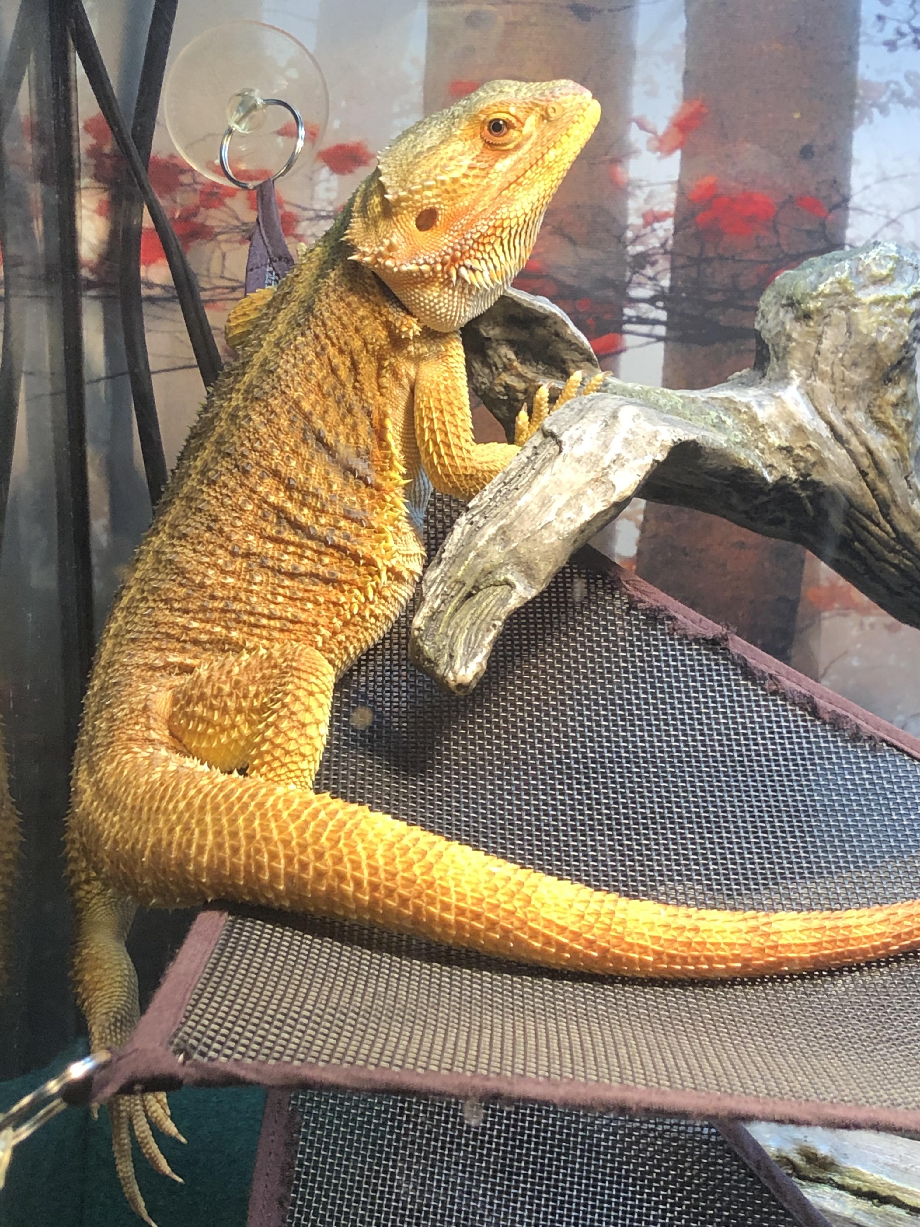 Lazy bearded dragon care
