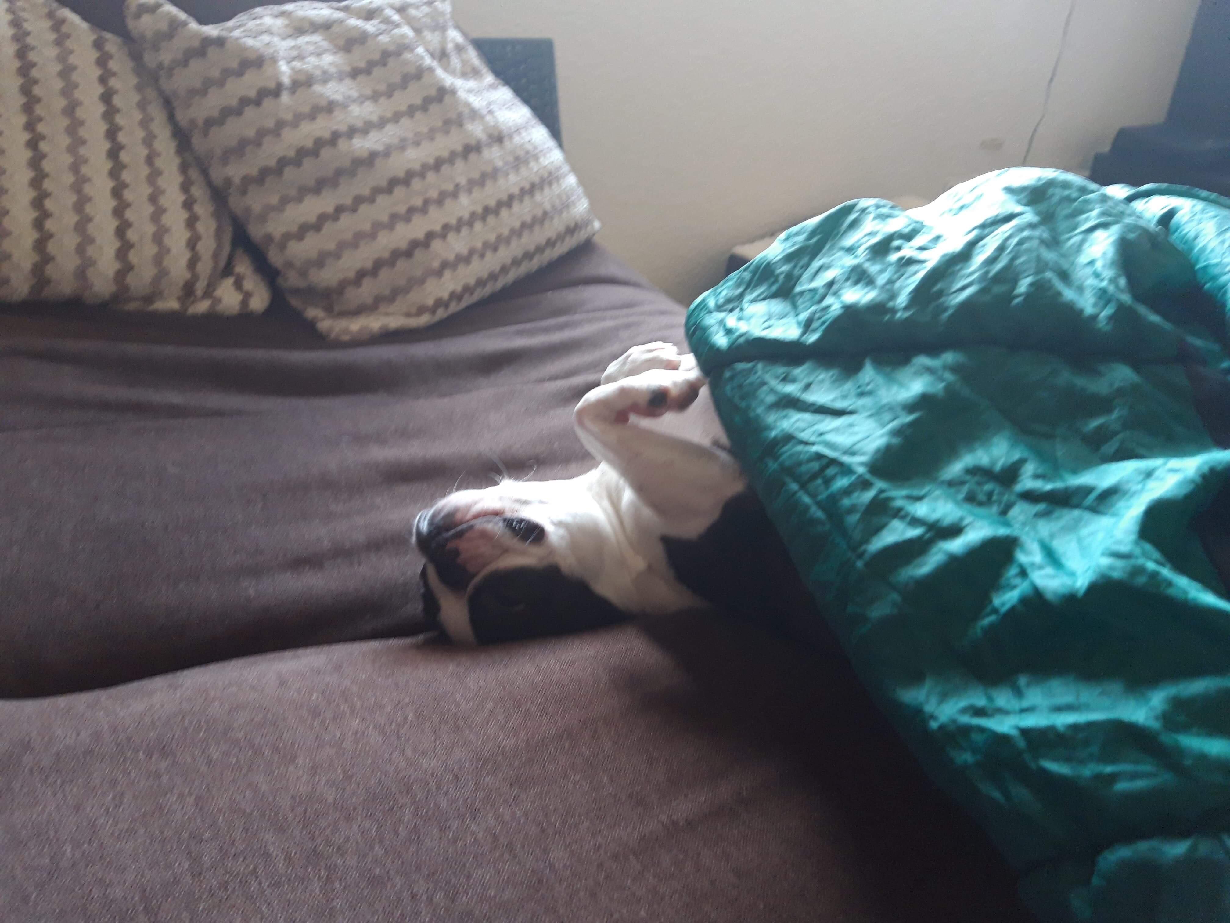 Collapsed on the sofa r/TuckedInPuppies