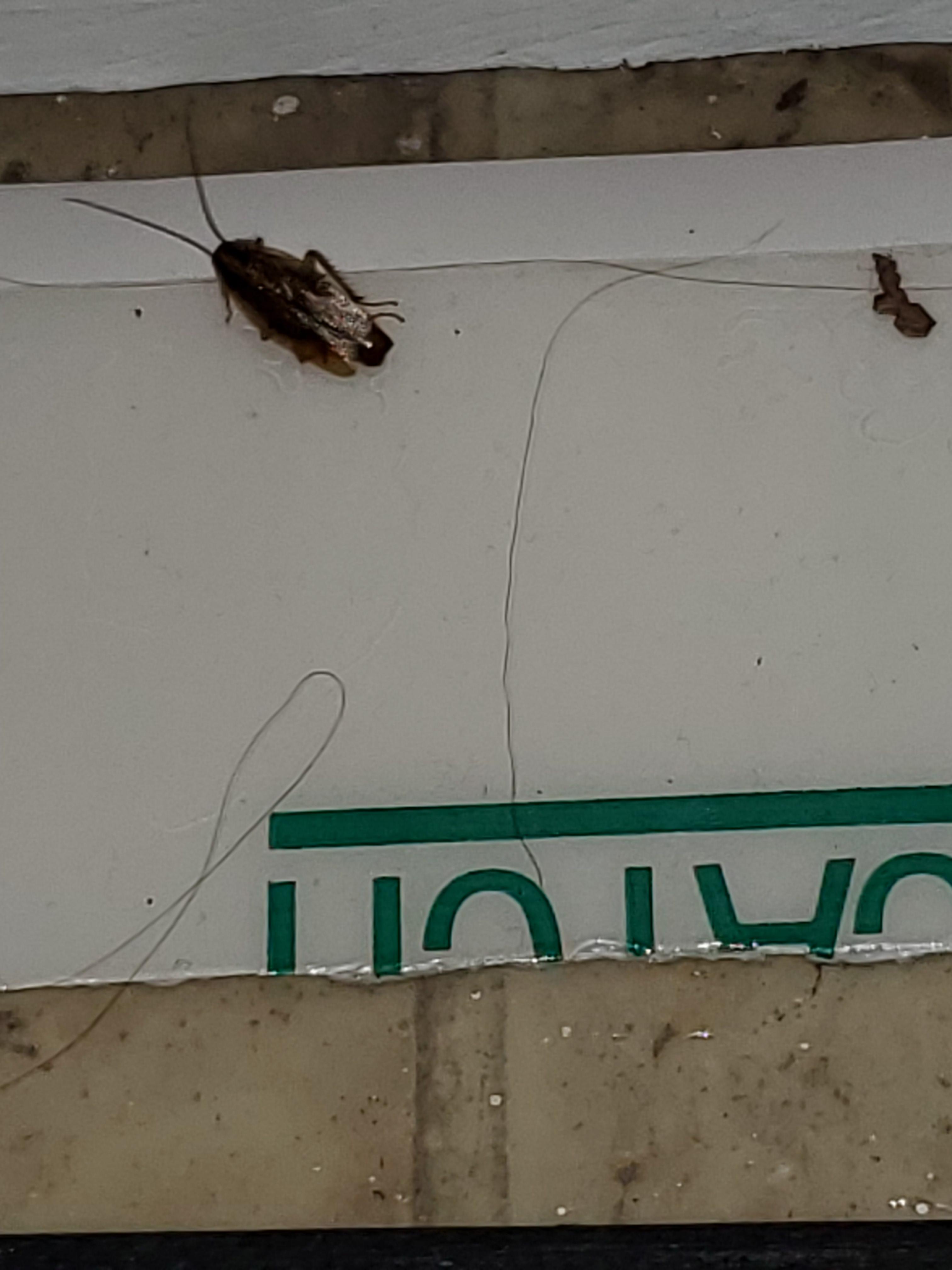 Been exterminated twice, still finding roaches. What should I do