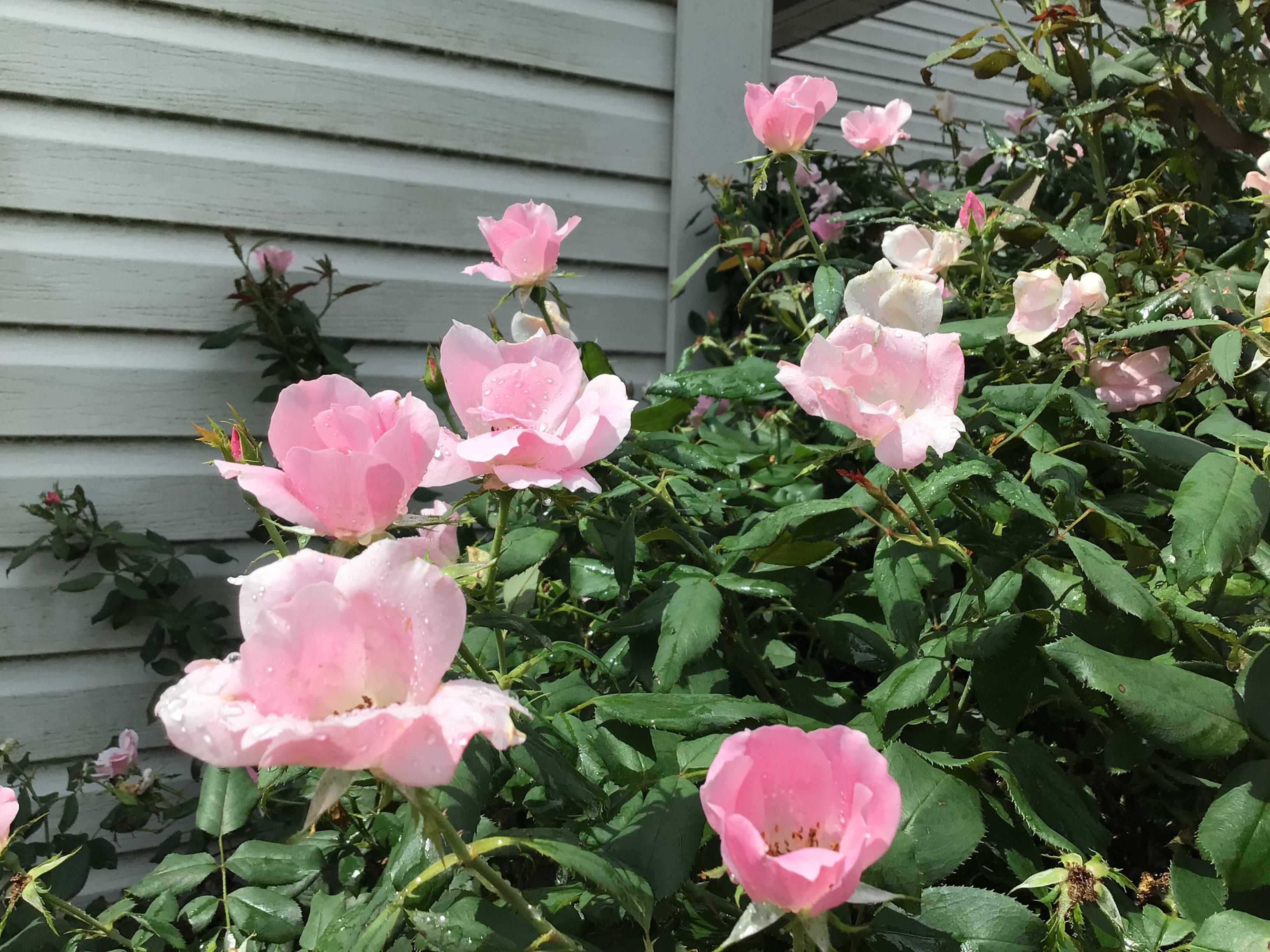 Are Knockout roses overrated? r/gardening