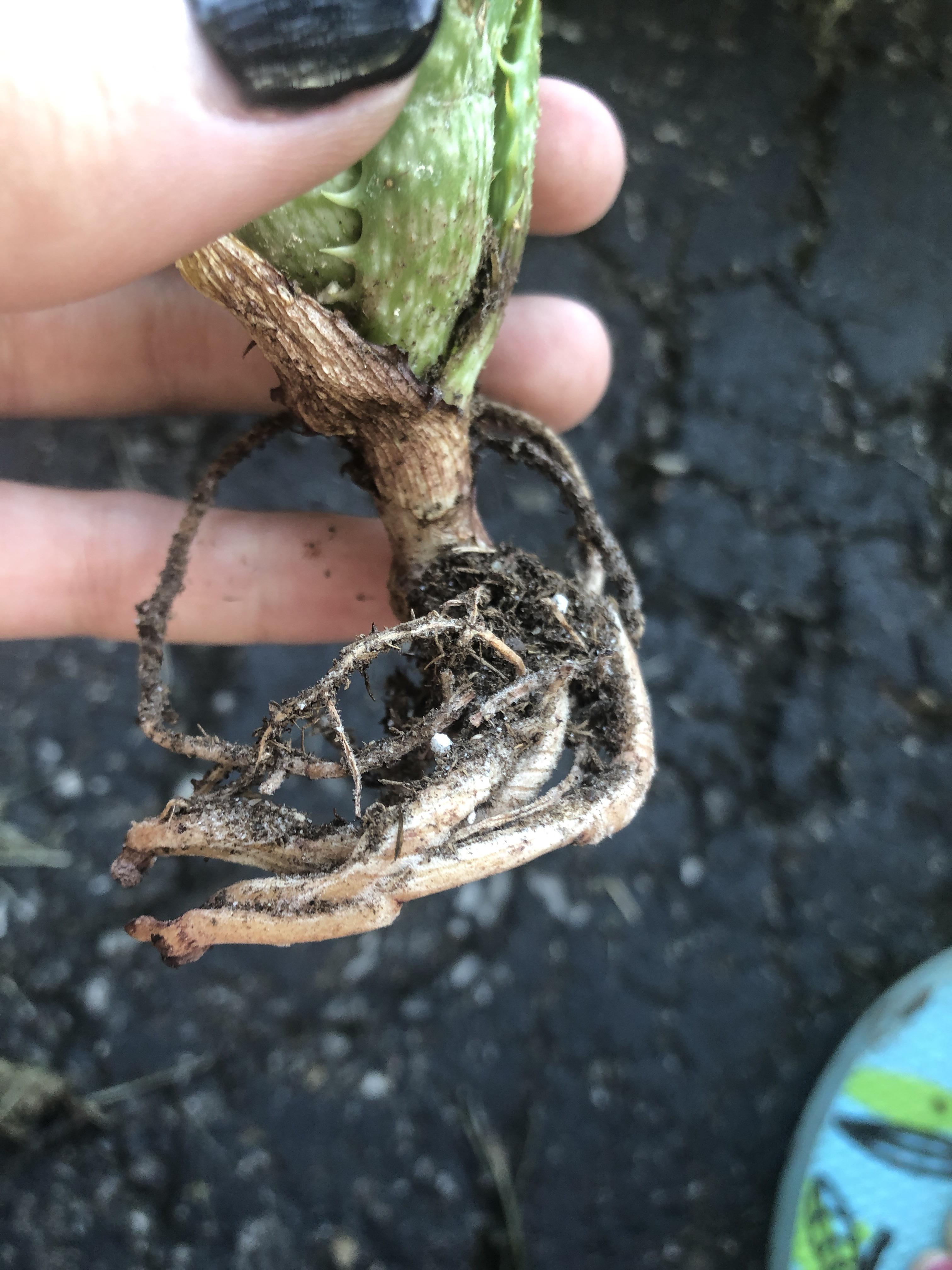 What is the white stuff on the roots/what’s wrong? r/succulents