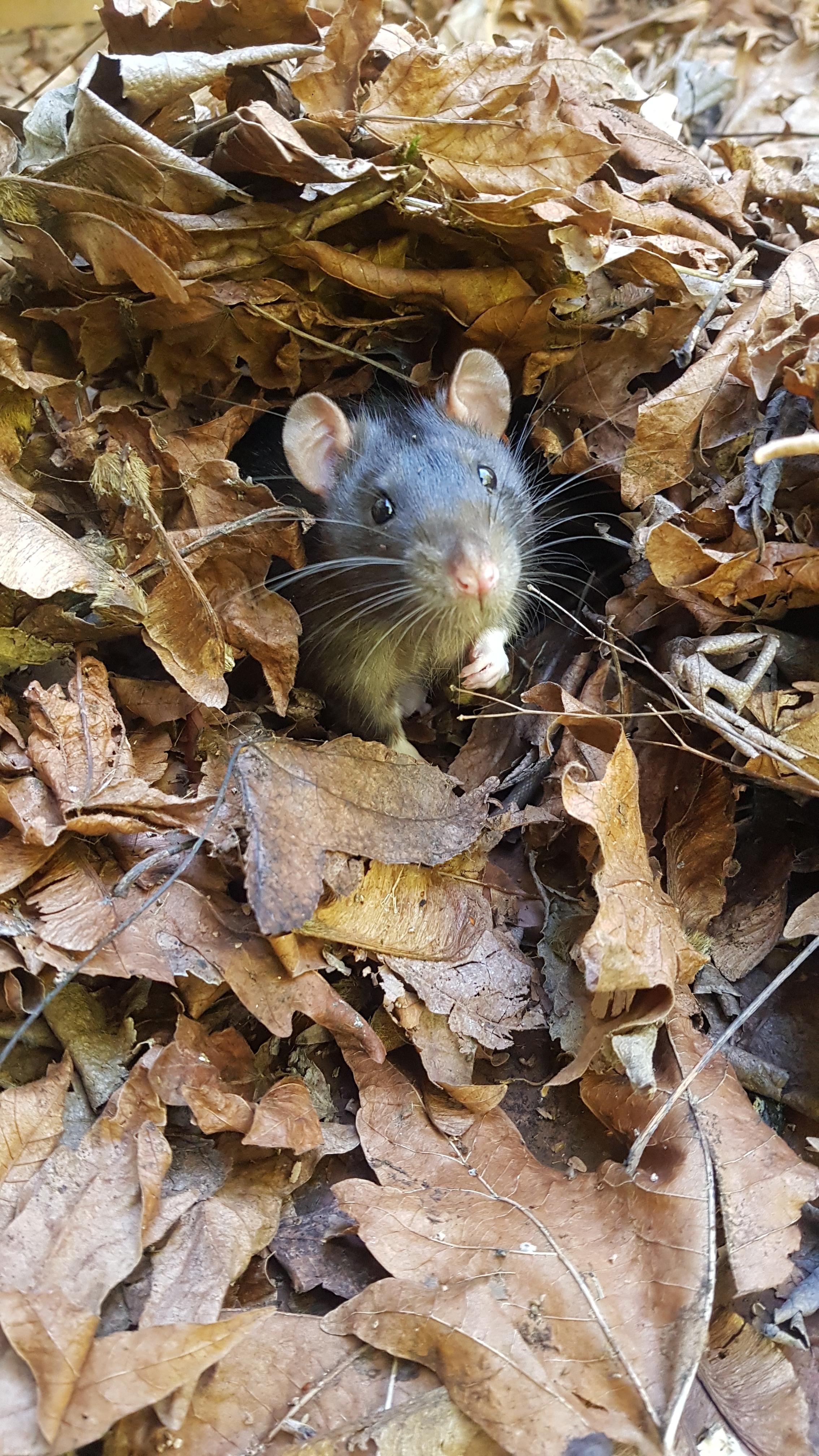 Hiding in the leaves r/RATS