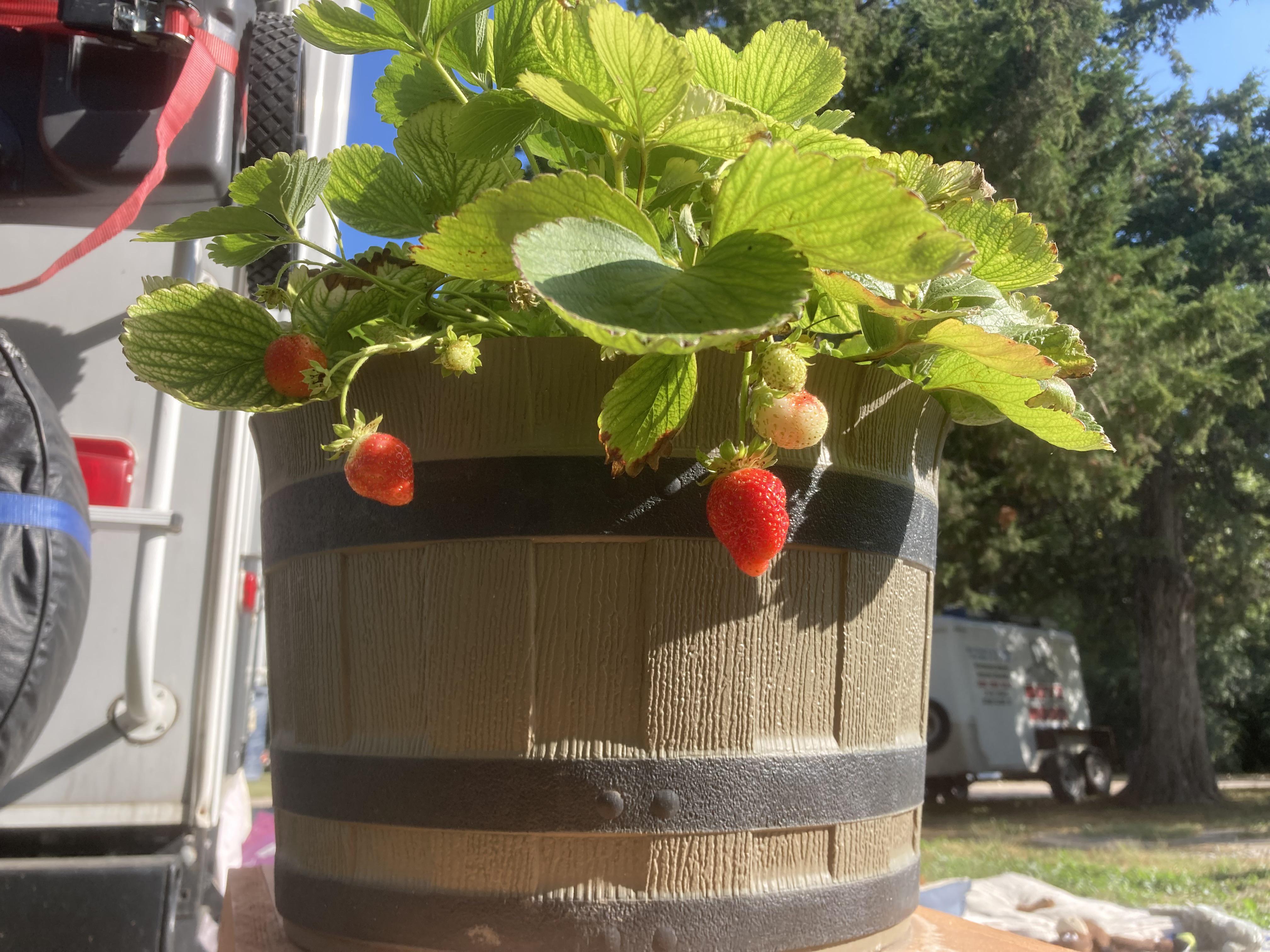 Potted strawberries still producing, zone 5b. Planted mid May this year