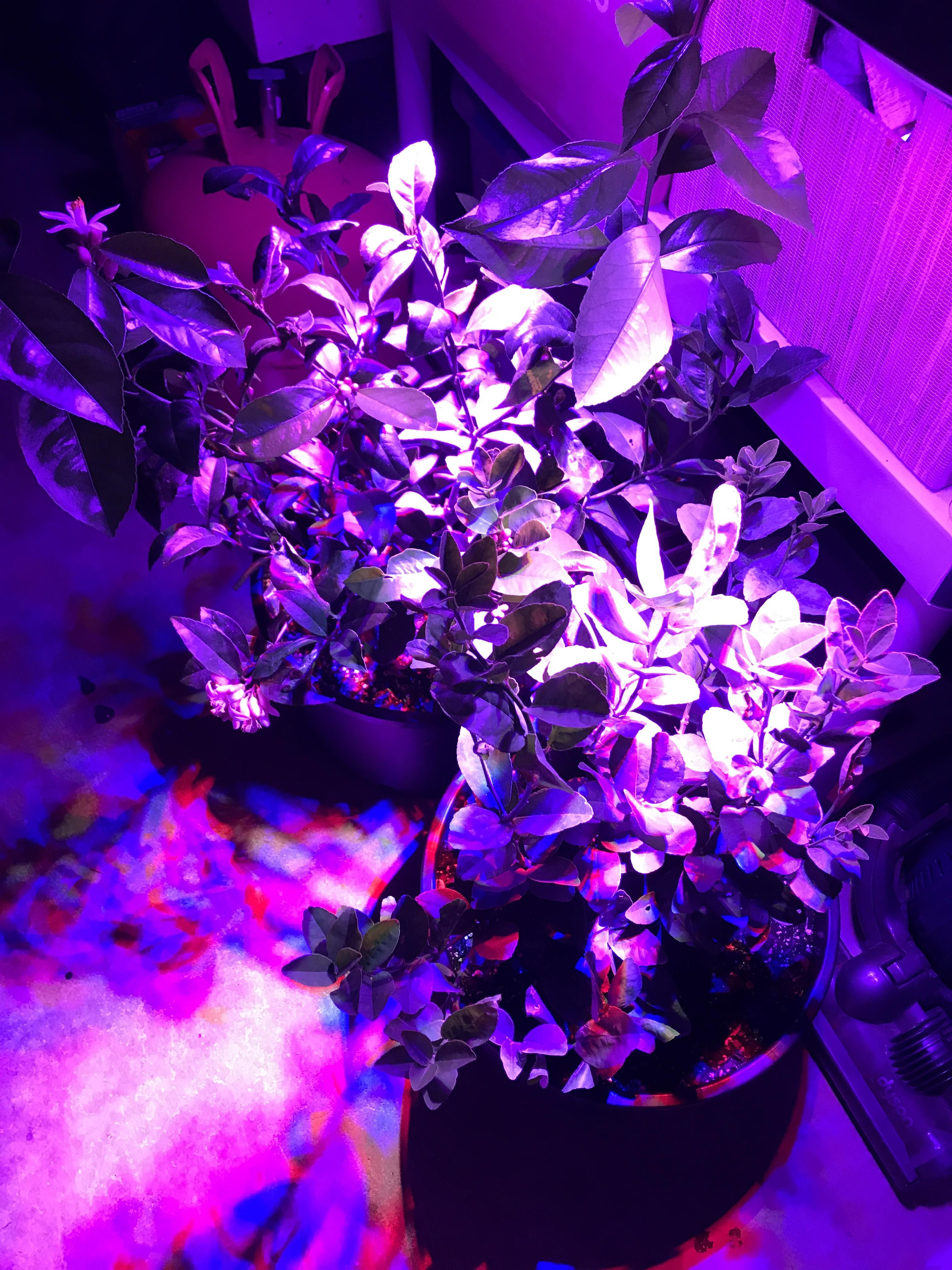 Are these grow lights sufficient for indoor citrus? And would basement
