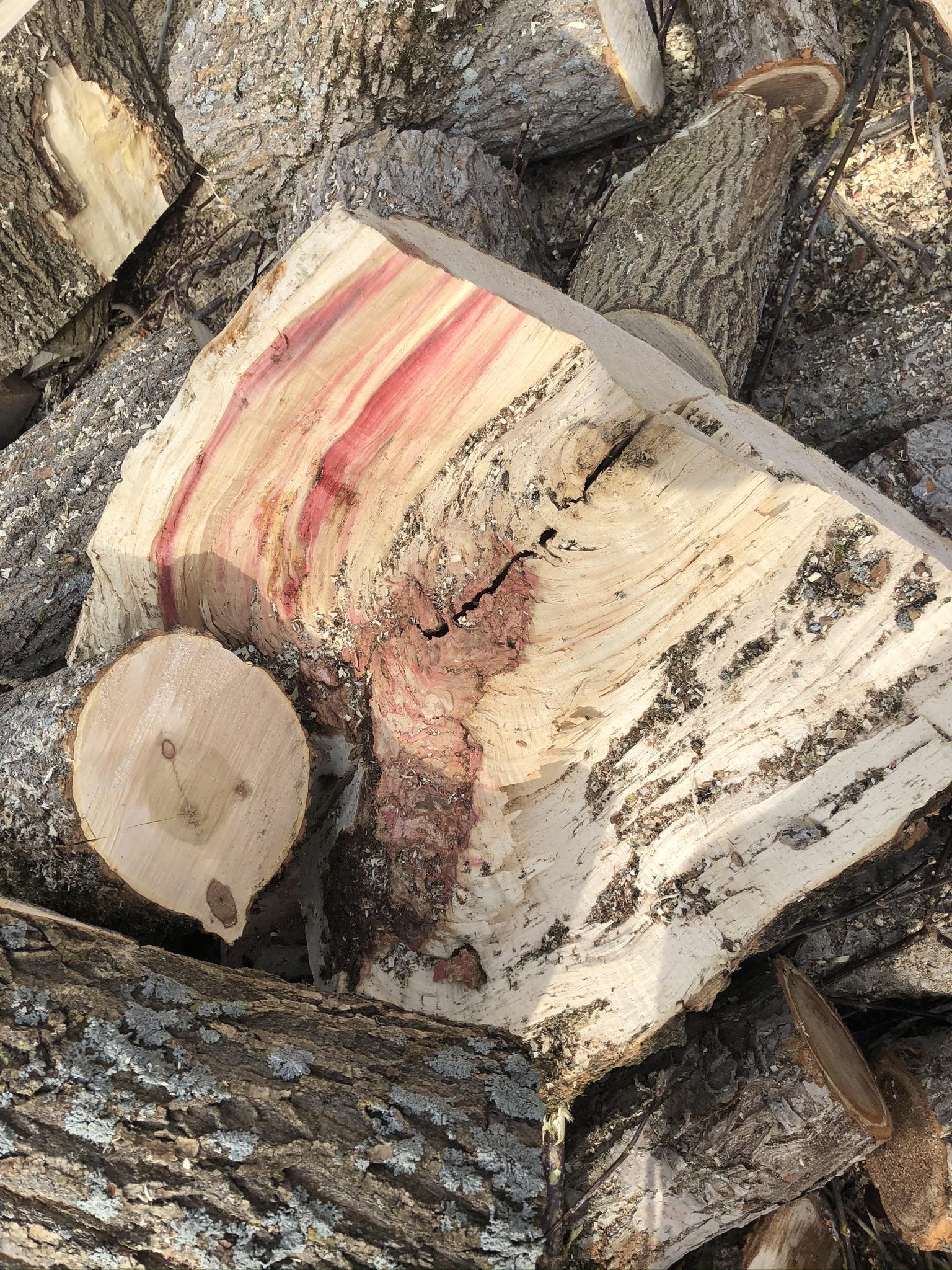 Found this red streaking and blotches in some firewood I was splitting. Be nice if it wasn’t