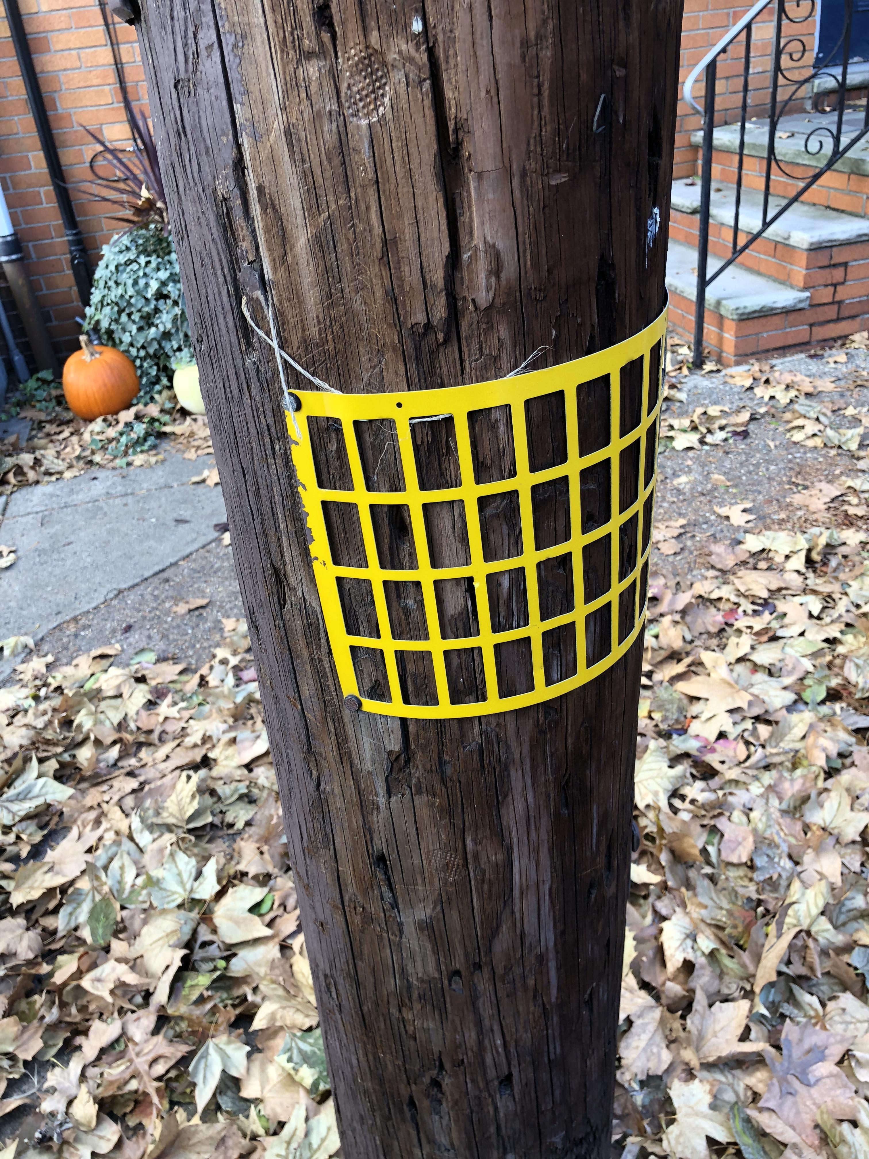 These yellow grids nailed to telephone poles around the city? r