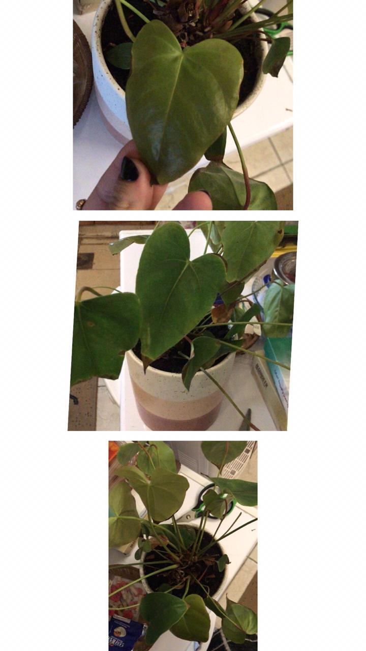 My anthurium is dying, what went wrongg? I got it in a good condition 3 weeks ago r/plantclinic