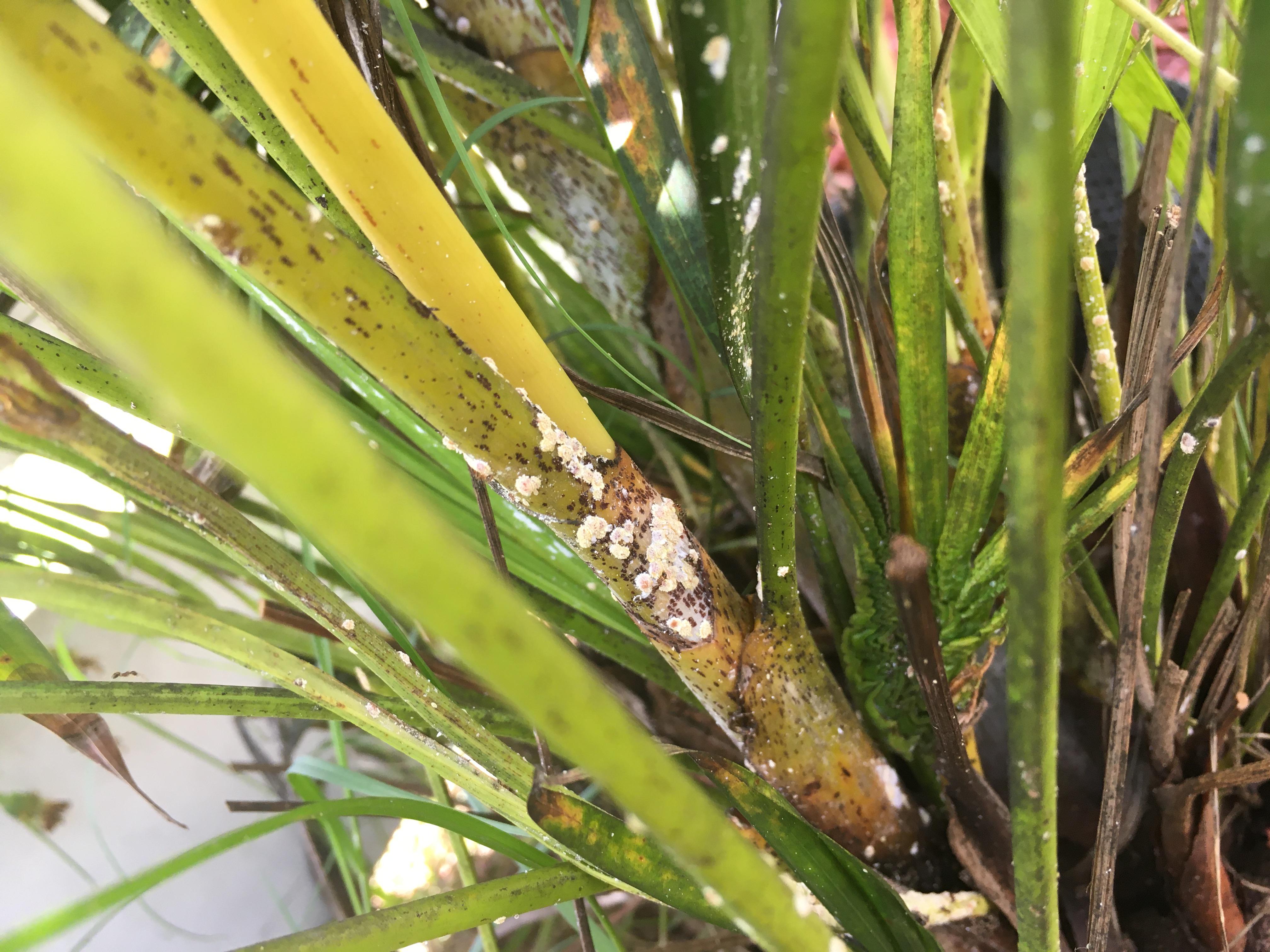 My Areca palm has white spots on it. r/plantclinic