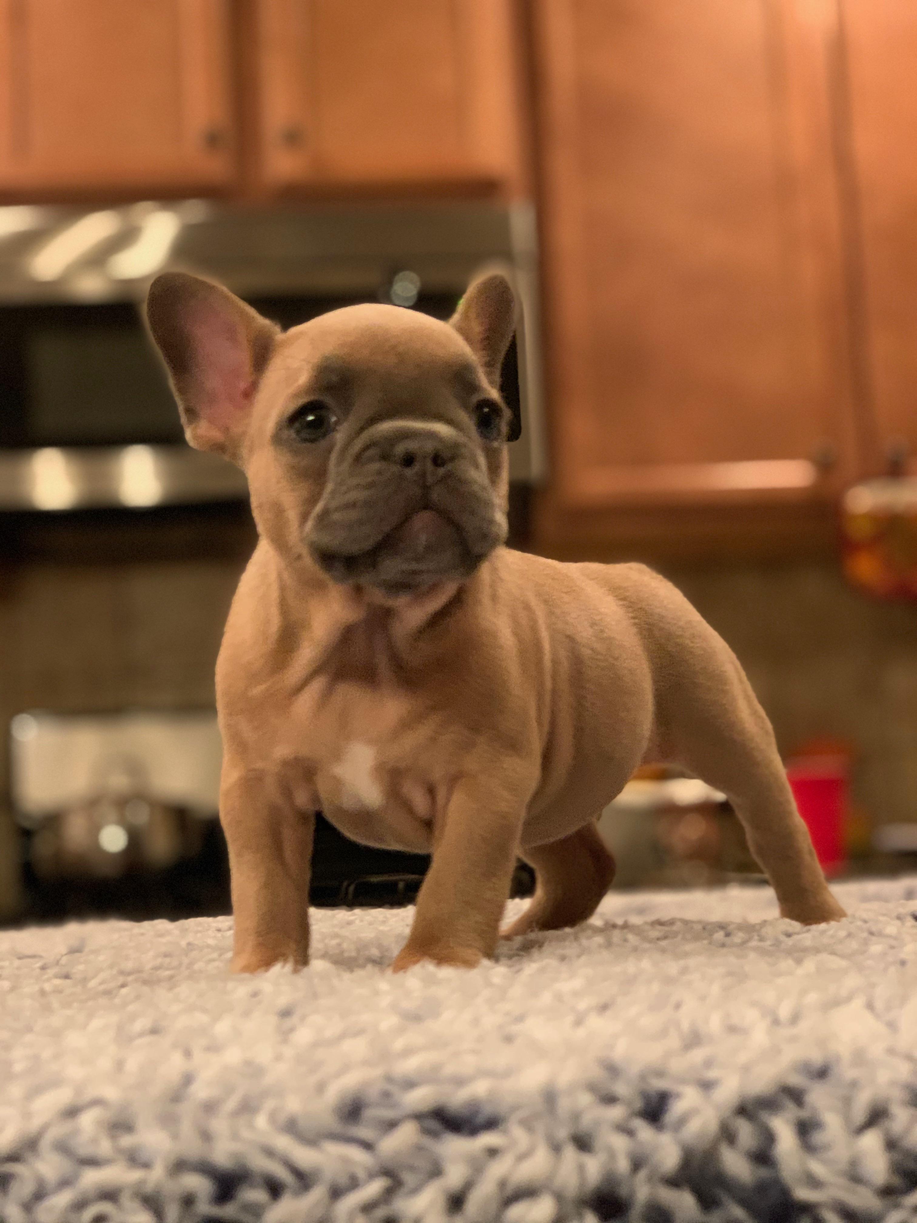 First time Frenchie owner! Any tips? I pick her up tomorrow night! r