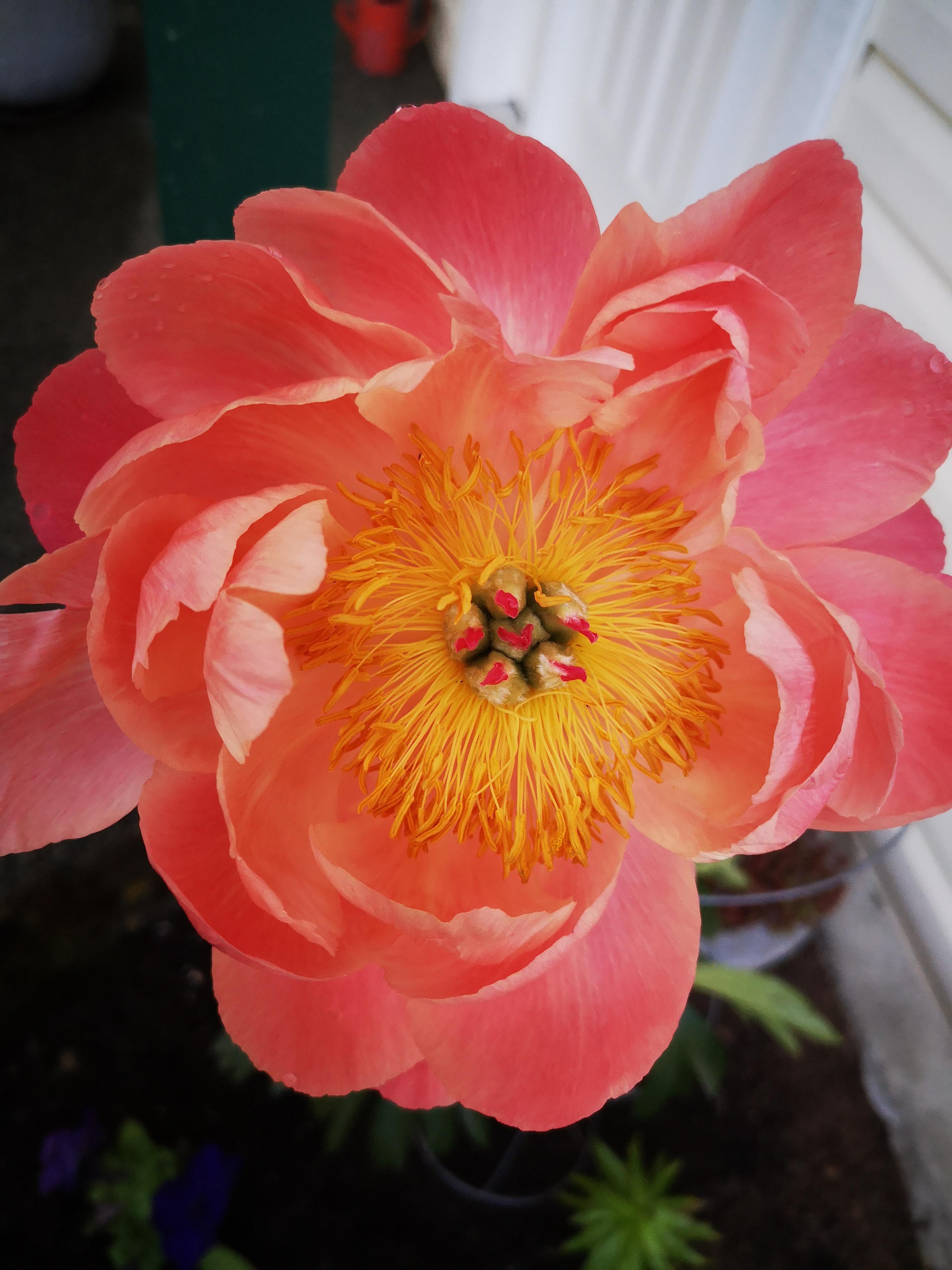 morning bloom. r/flowers