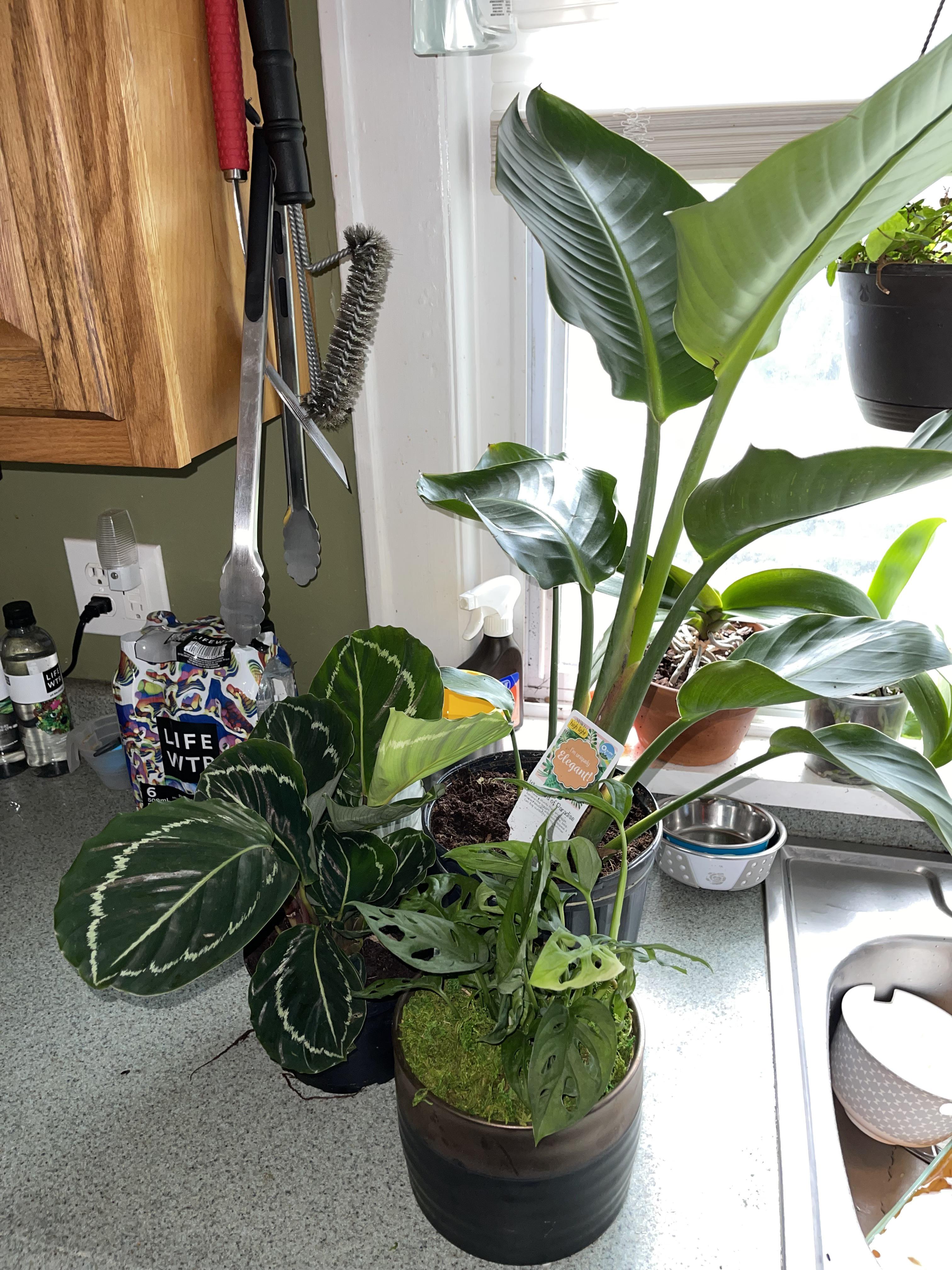 More depression means more plants r/houseplants