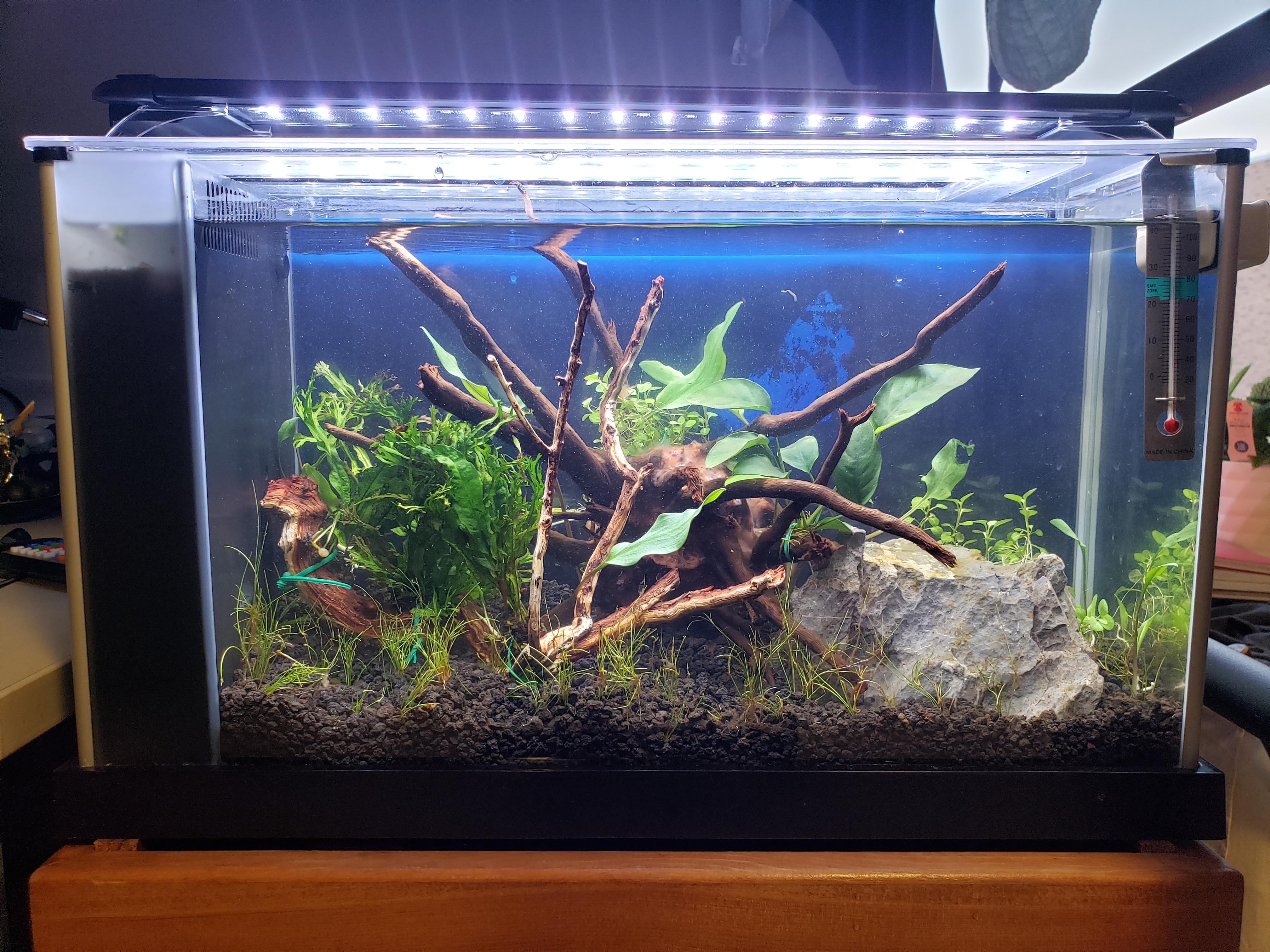 What do you guys think of my 5 gallon Fluval Spec V nano aquarium? Fish are yet to be added (any