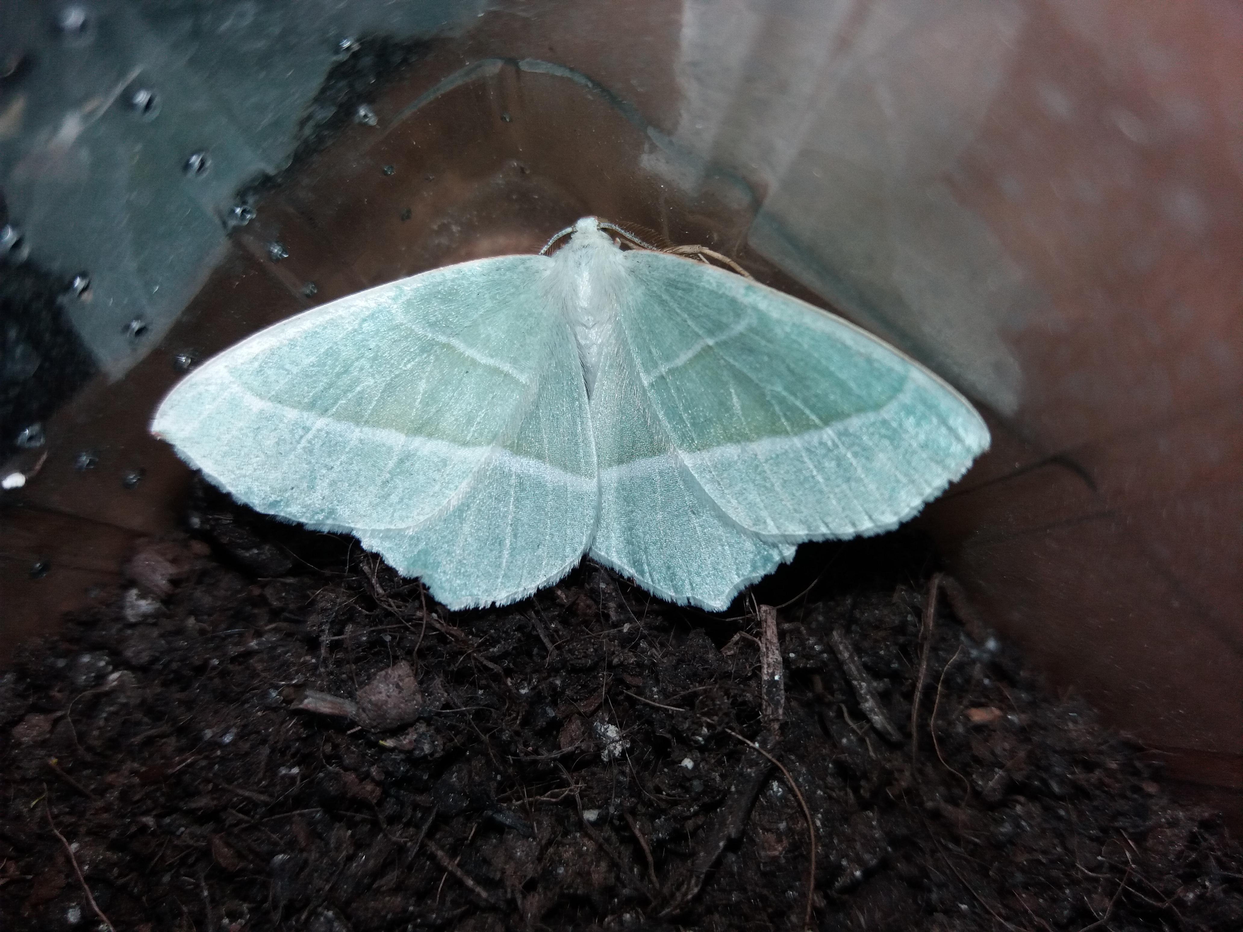 This beautiful green moth flew into my room (Campaea margaritaria) r