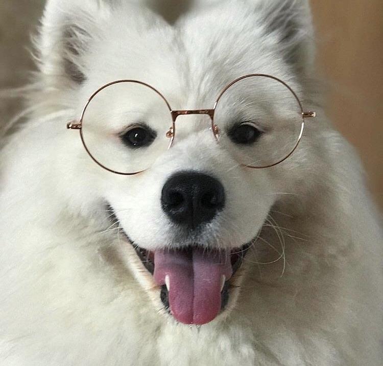 Dog wearing glasses r/aww