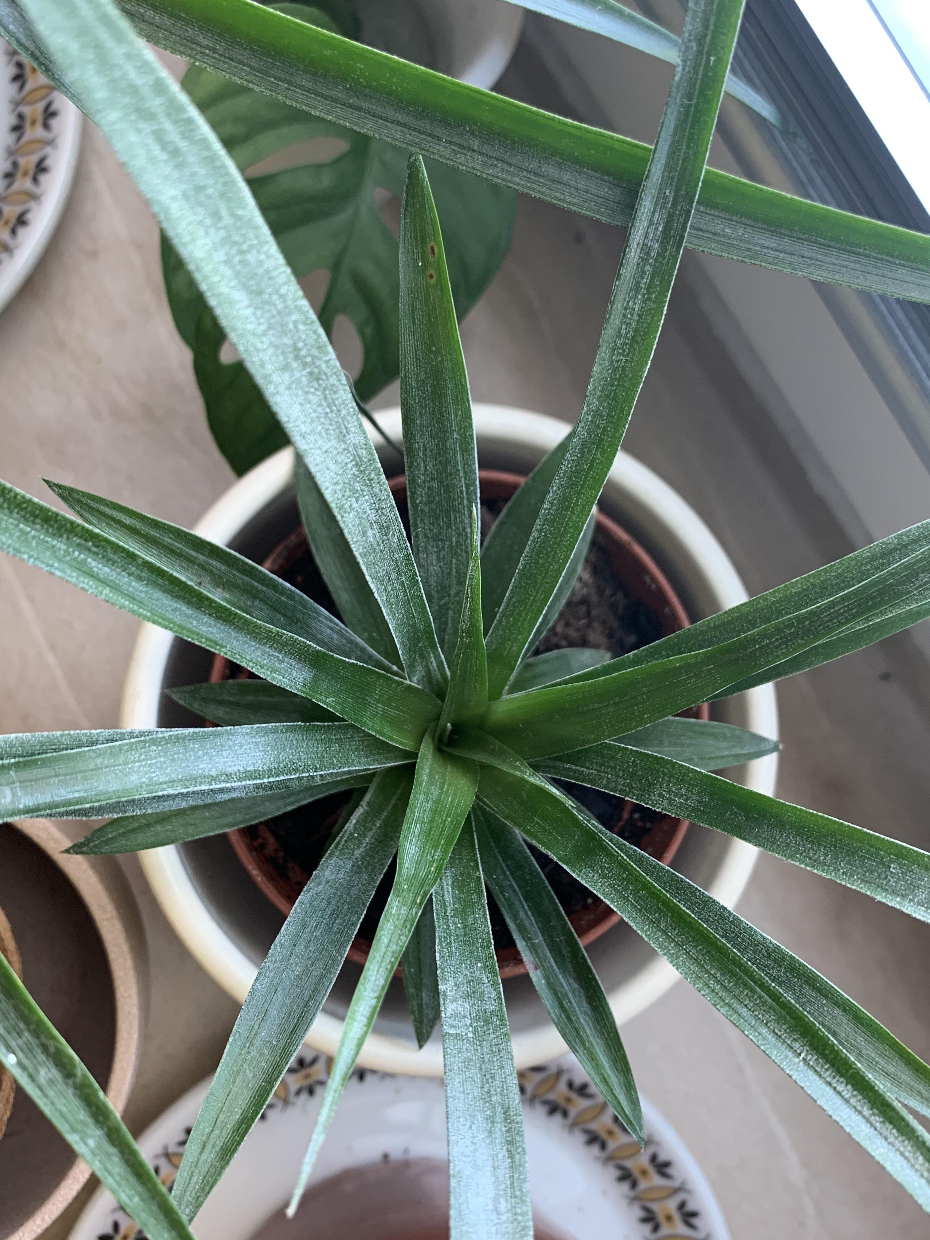 White stuff on all of my pineapples, this one is the worst. What is it