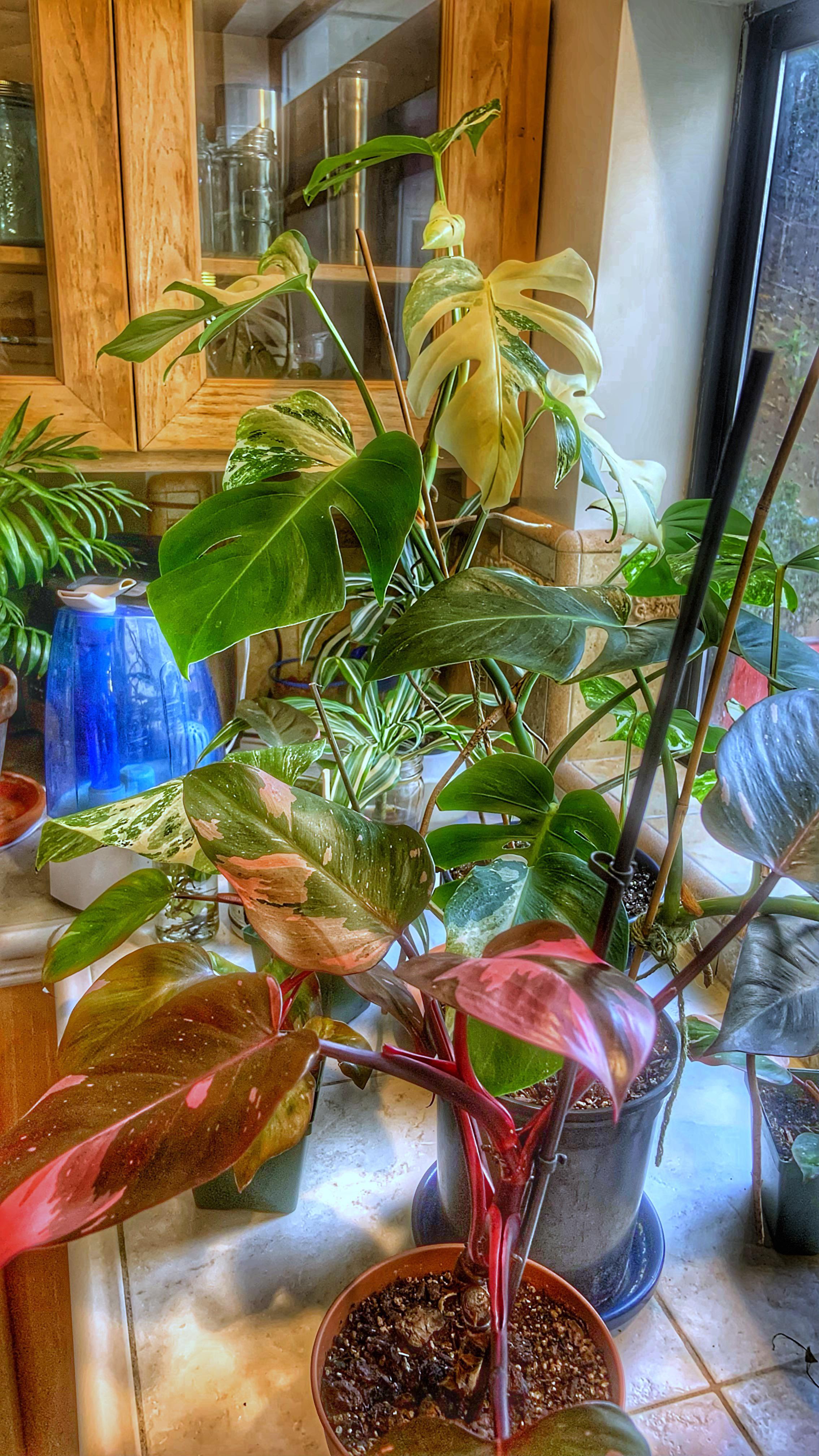 Pink Princess and variegated Monstera.. r/plants