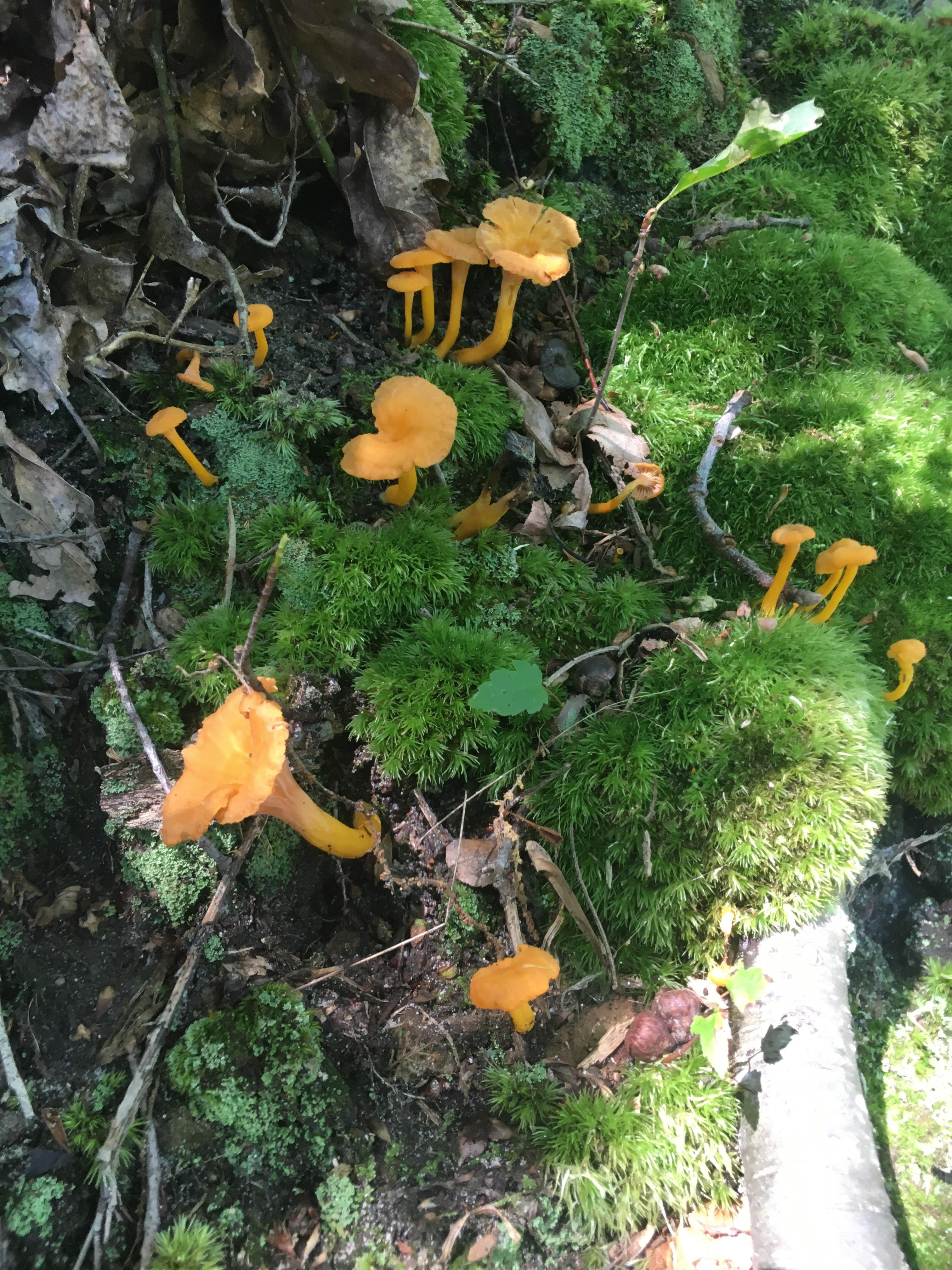 Found a few patches of Yellow Chanterelles, PA (Cantharellus minor) r