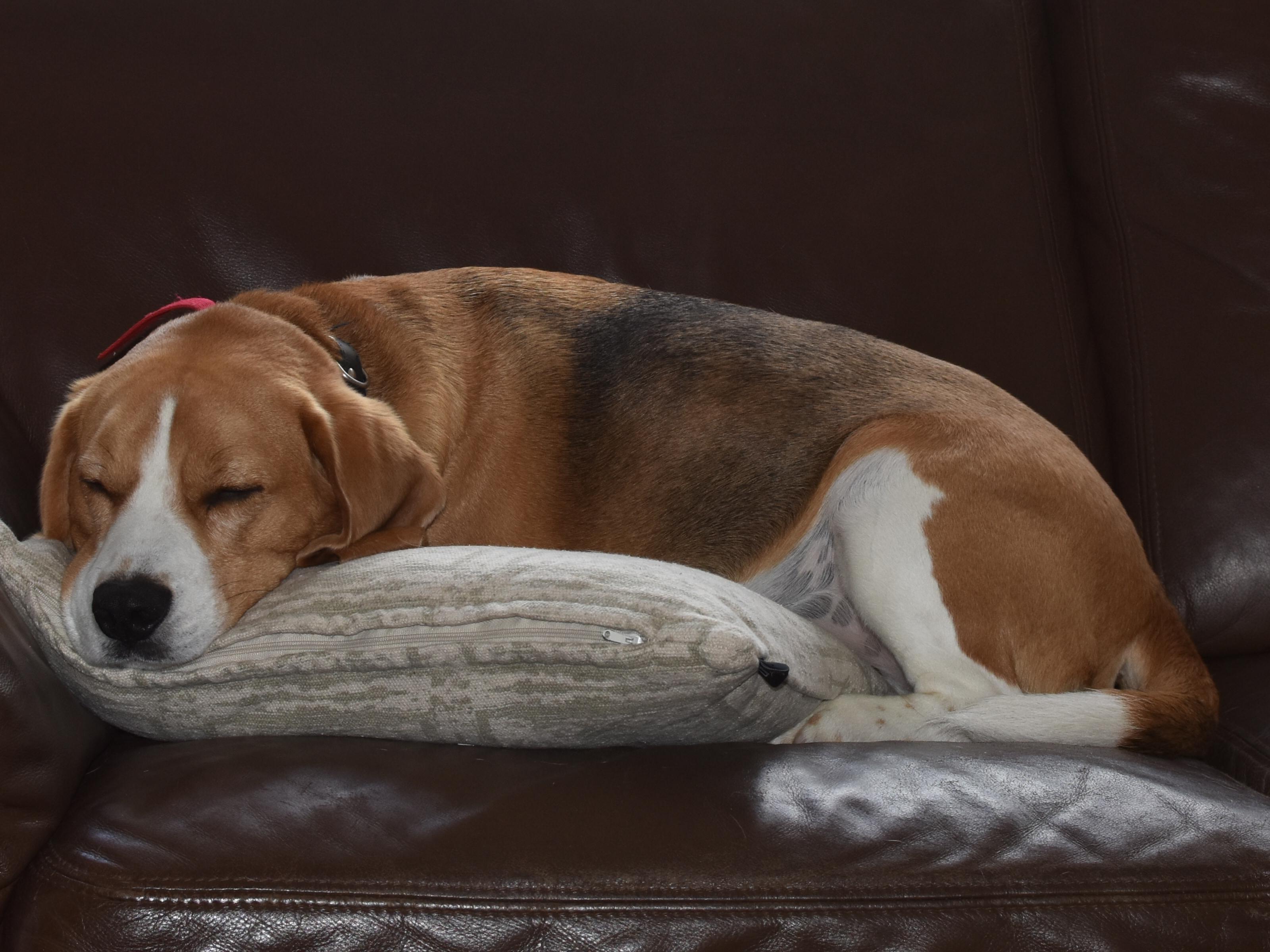 Cute beagle sleeping r/dogpictures