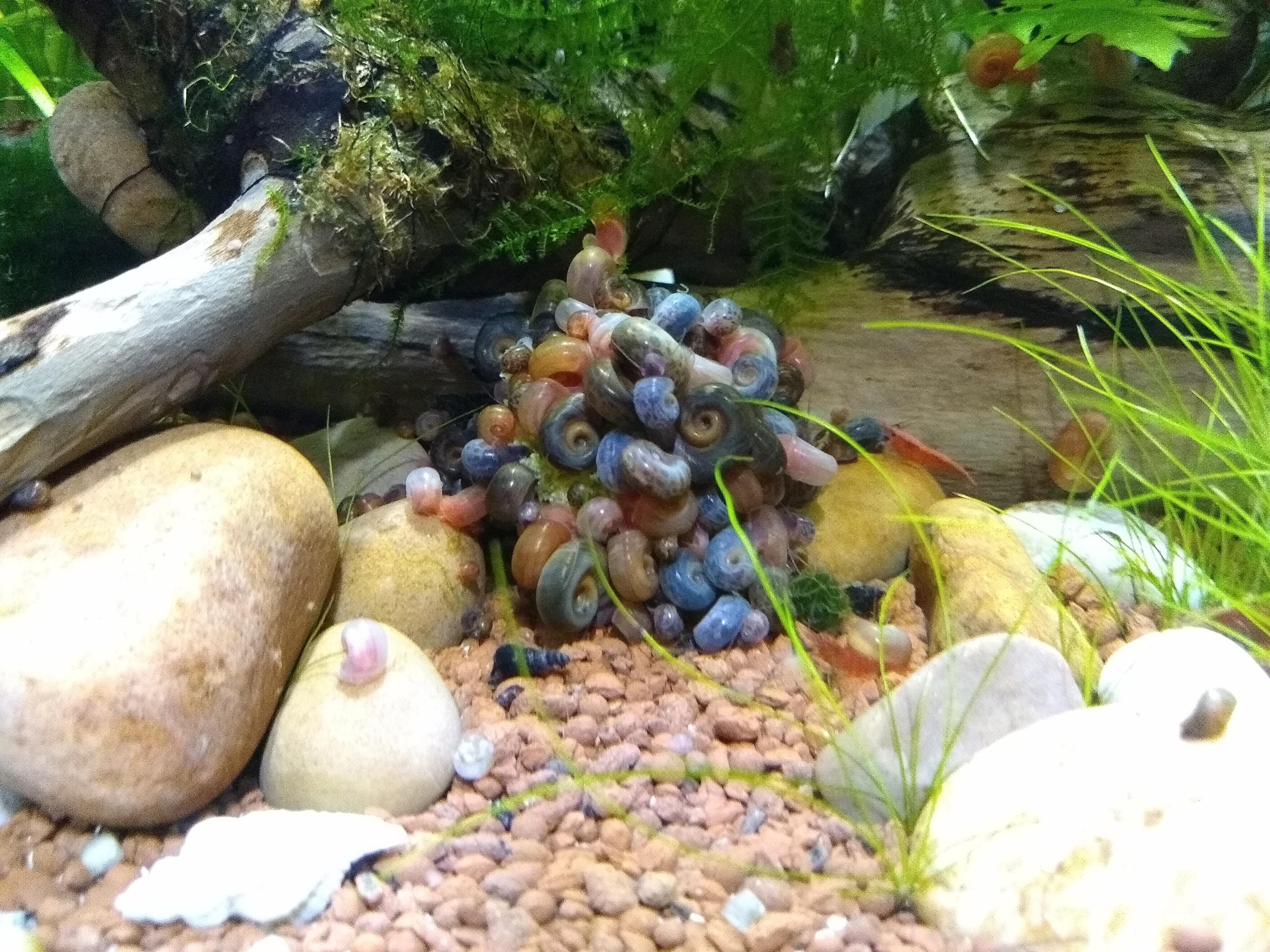 Caring For Different Types Of Freshwater Snails Allan's Pet