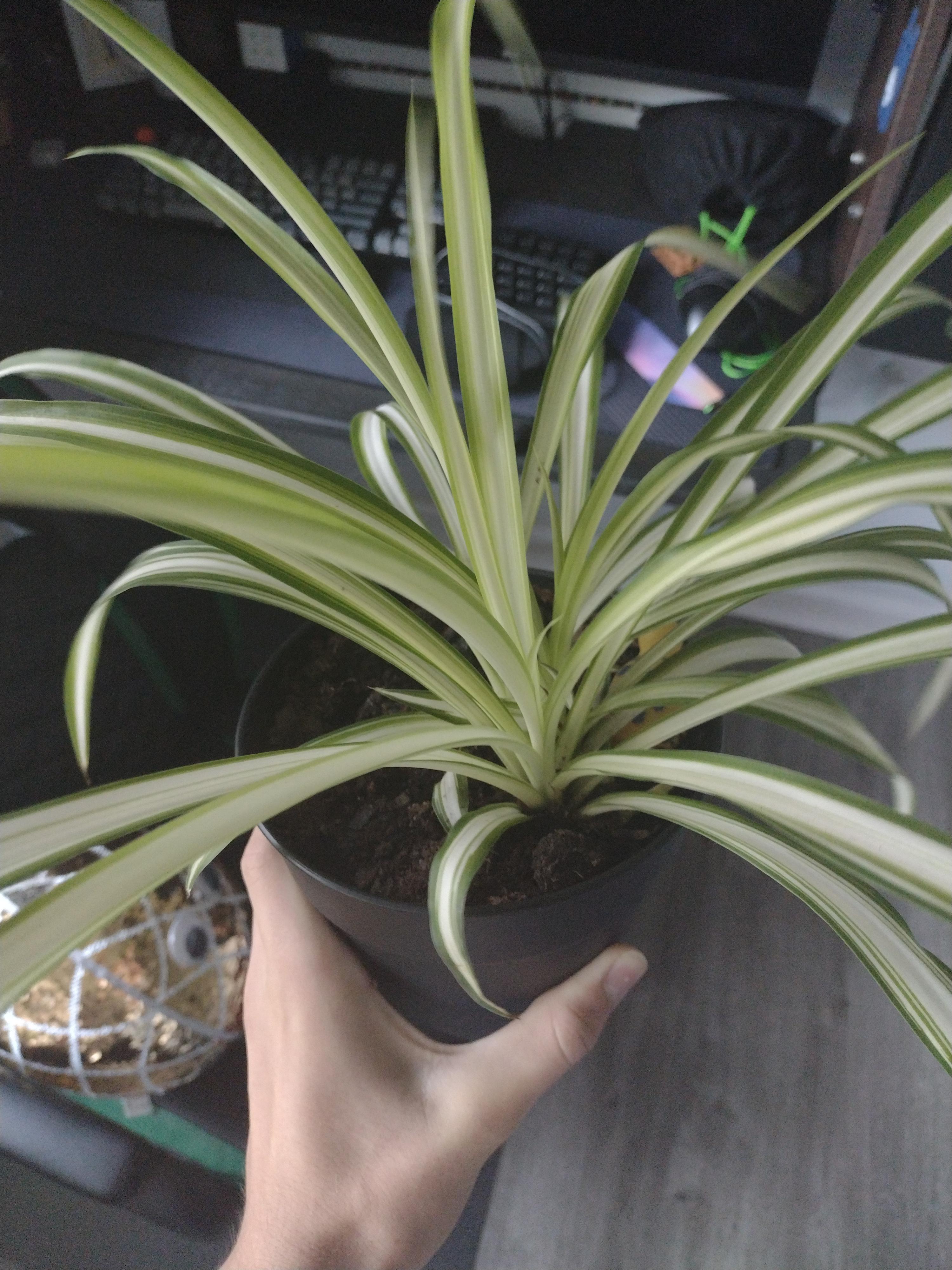 does my spider plant need more sun? recently I. hanged it from my