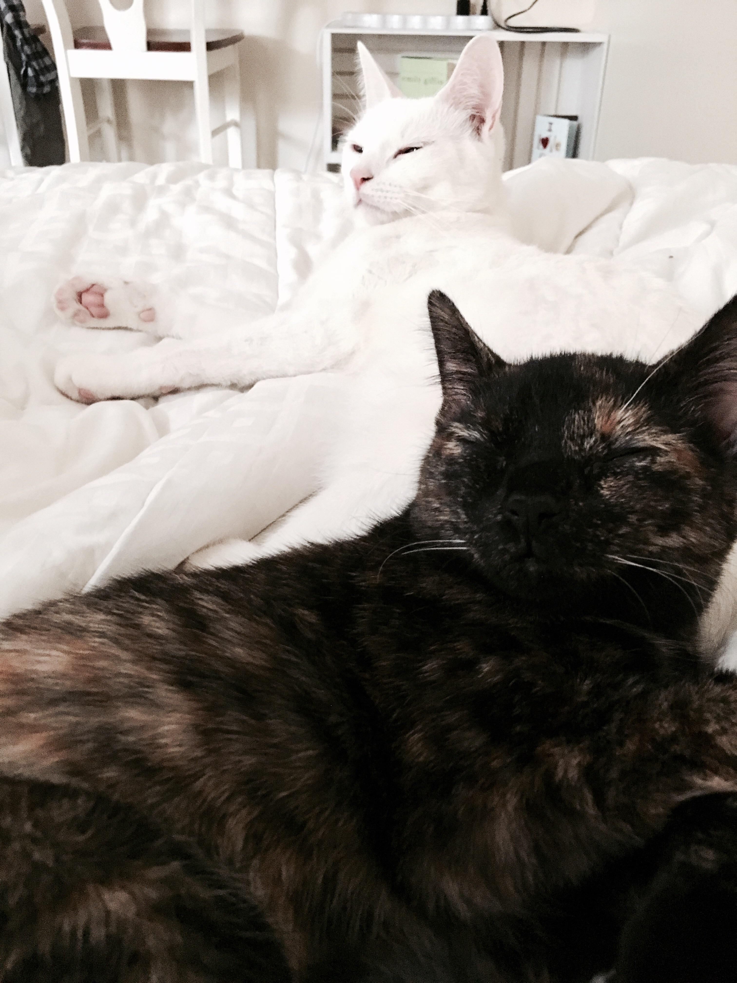 My beautiful two cats who love each other ) r/cute