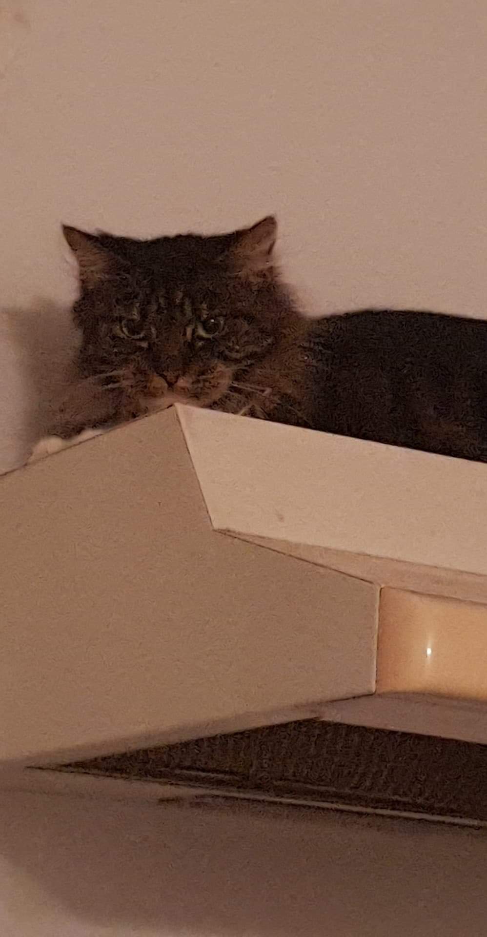 Lulu is angry r/JUSTNOMIL