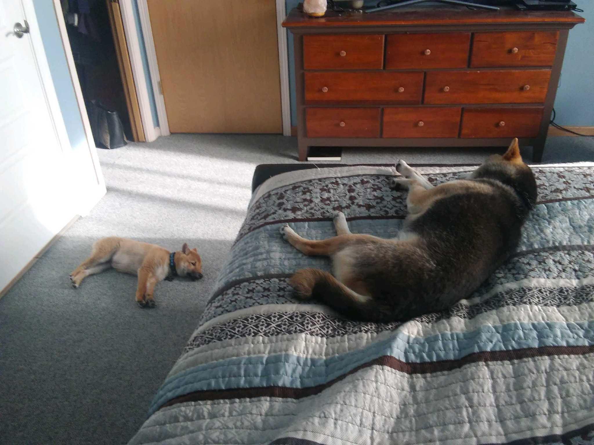 We recently got a new shiba puppy to keep our 11 year old shiba company