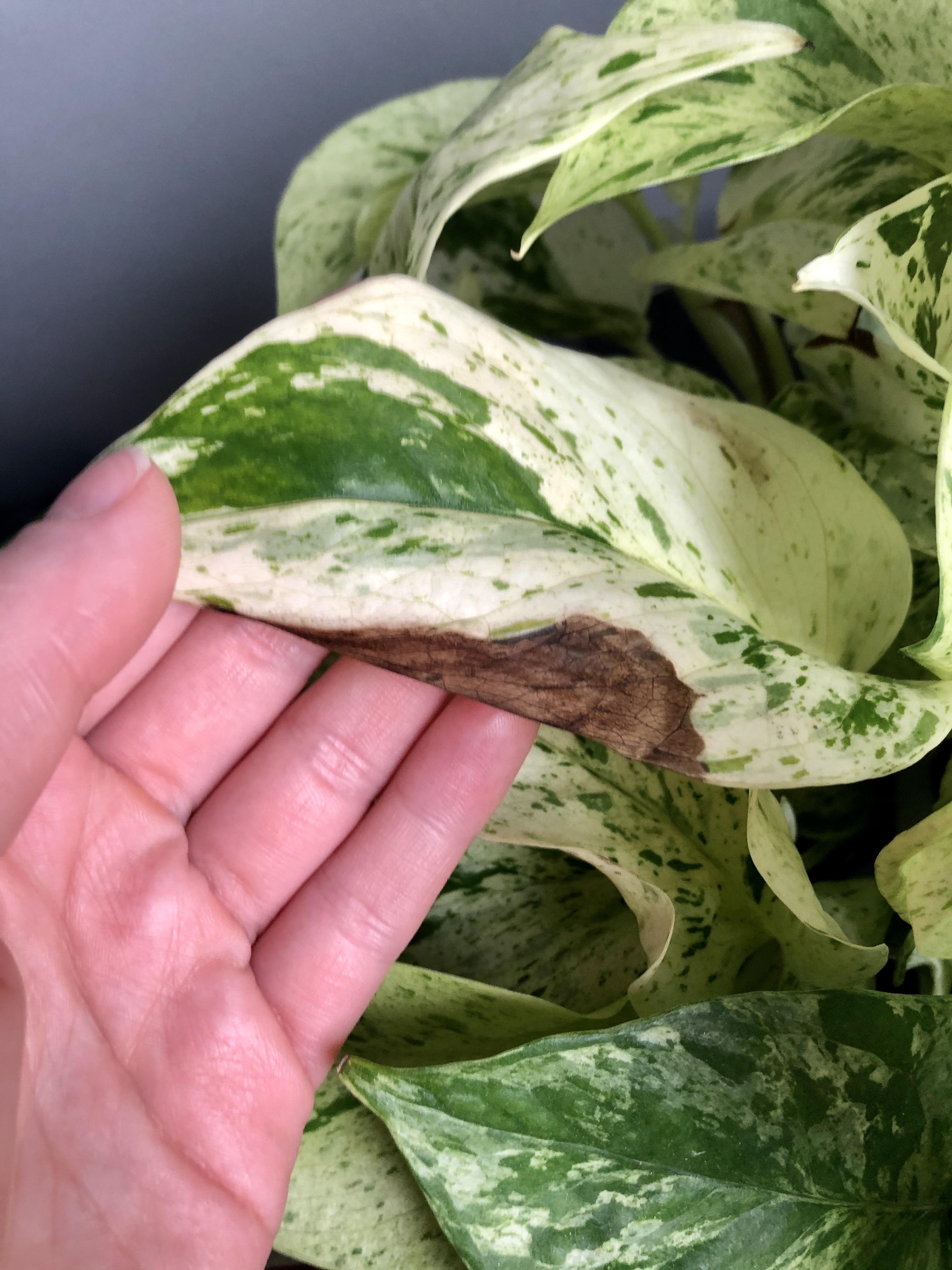 several of my marble queen’s leaves are turning brown! what have i done