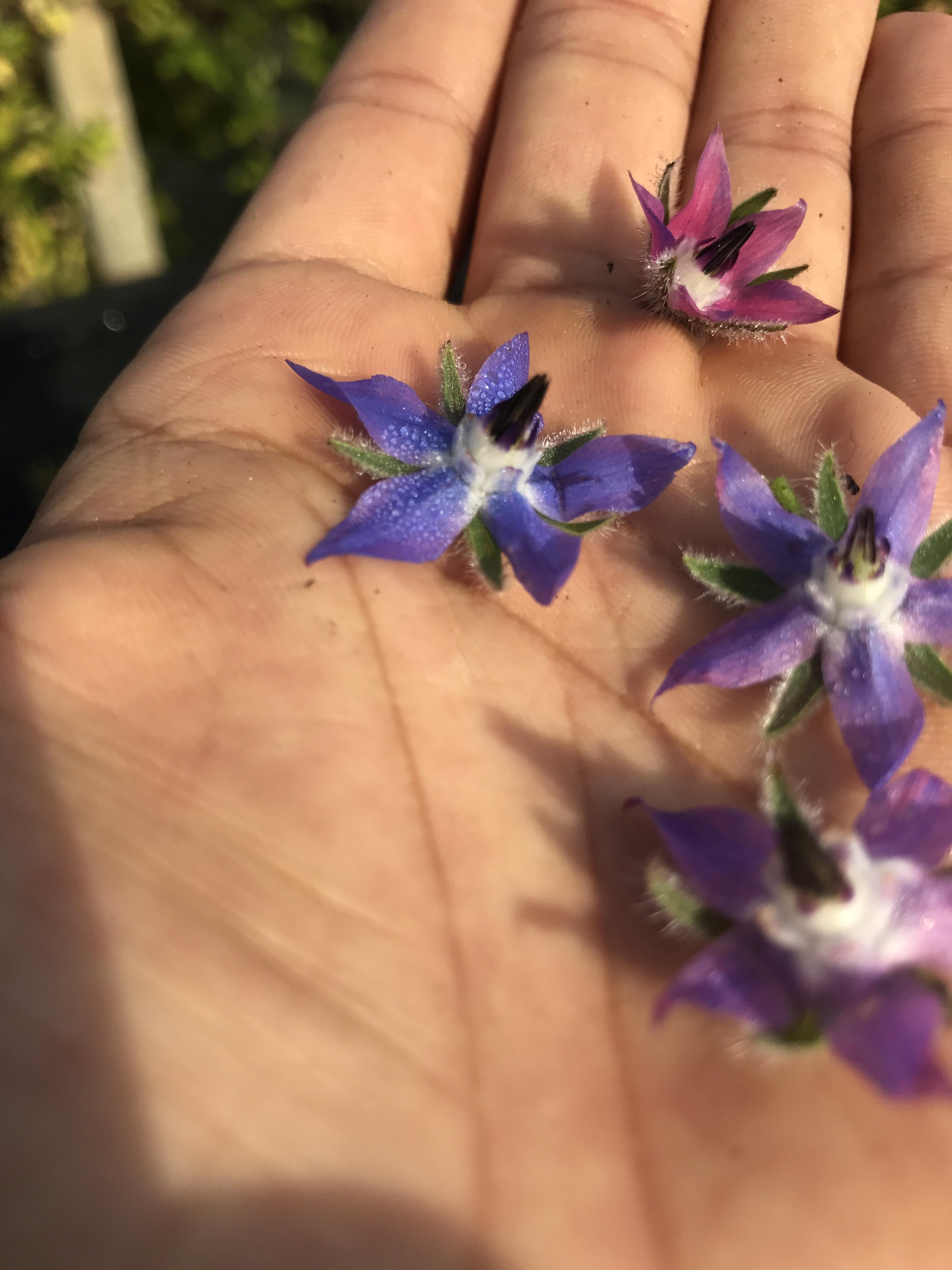Beautiful harvest of borage flowers for use as an edible garnish! Zone