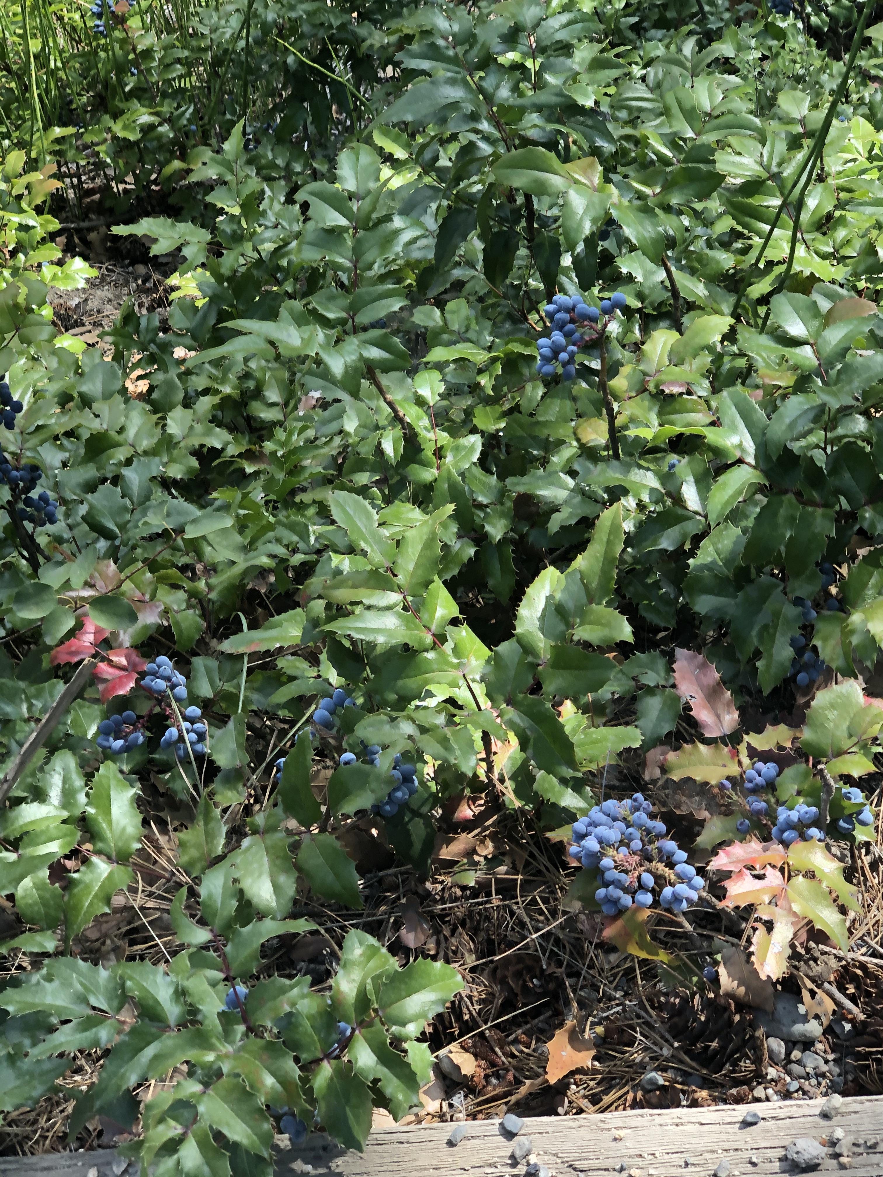Keep seeing these berries when hiking. Are they blueberries? r/kelowna