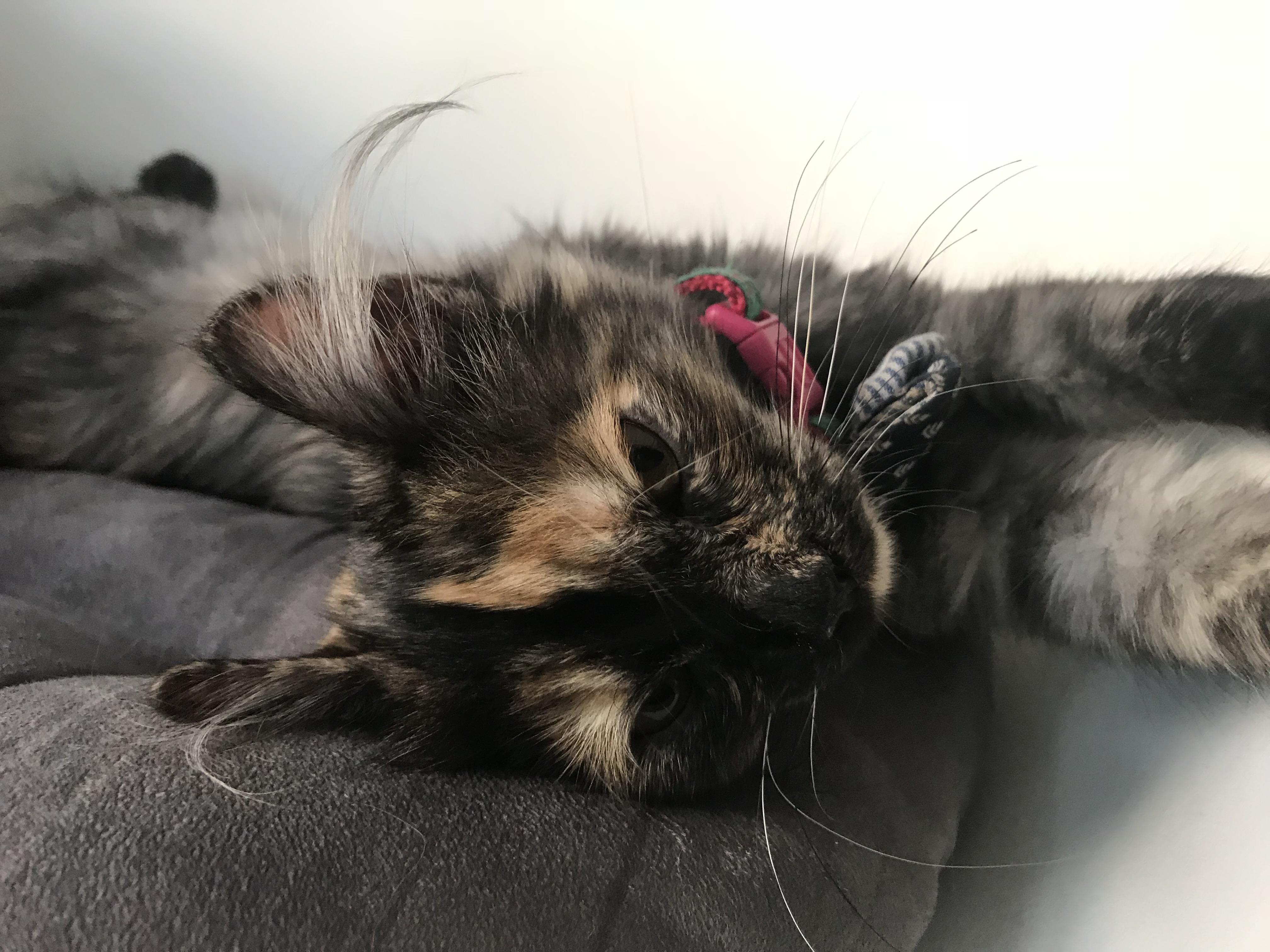 When Do Cats Stop Growing Hair Cat Meme Stock Pictures and Photos