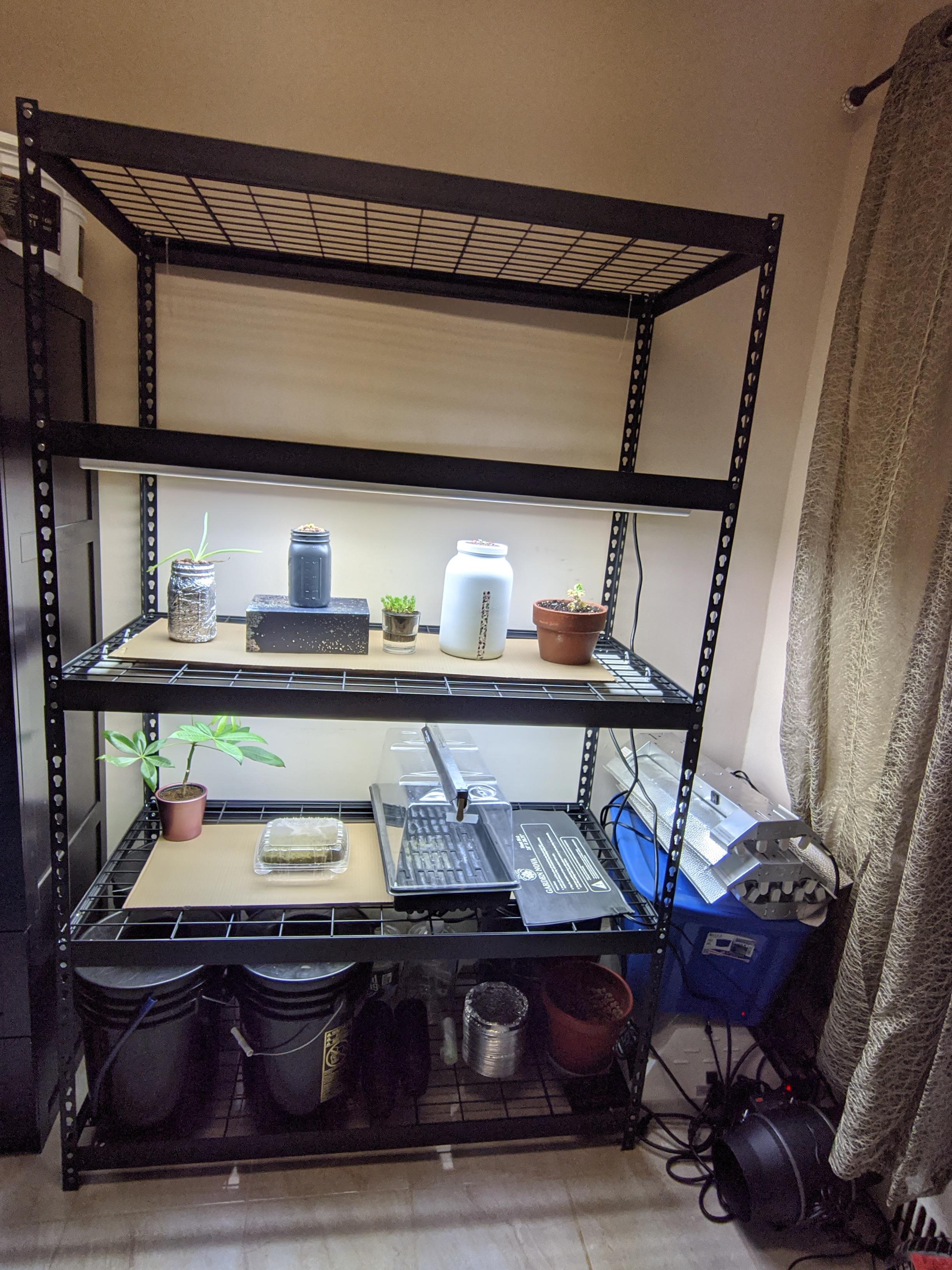 Just finished putting together this huge shelving unit (78"x48"x24") with 3 New T5 lights. Time