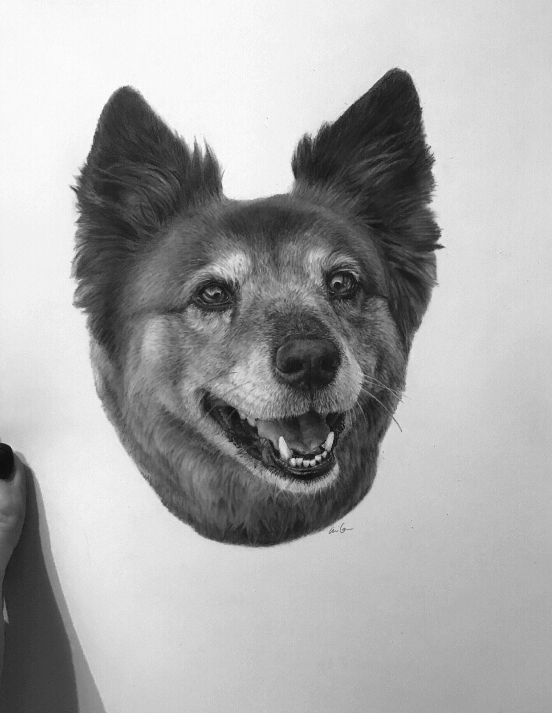 Pet portrait, graphite, 8x10 r/Art