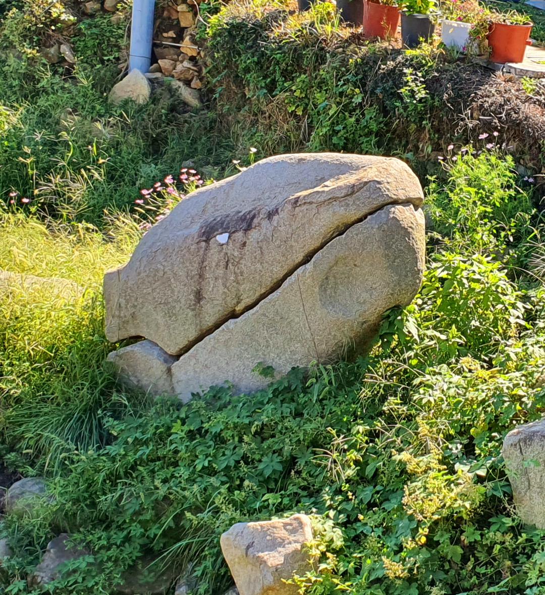 Dinosaur or reptile head shaped rock