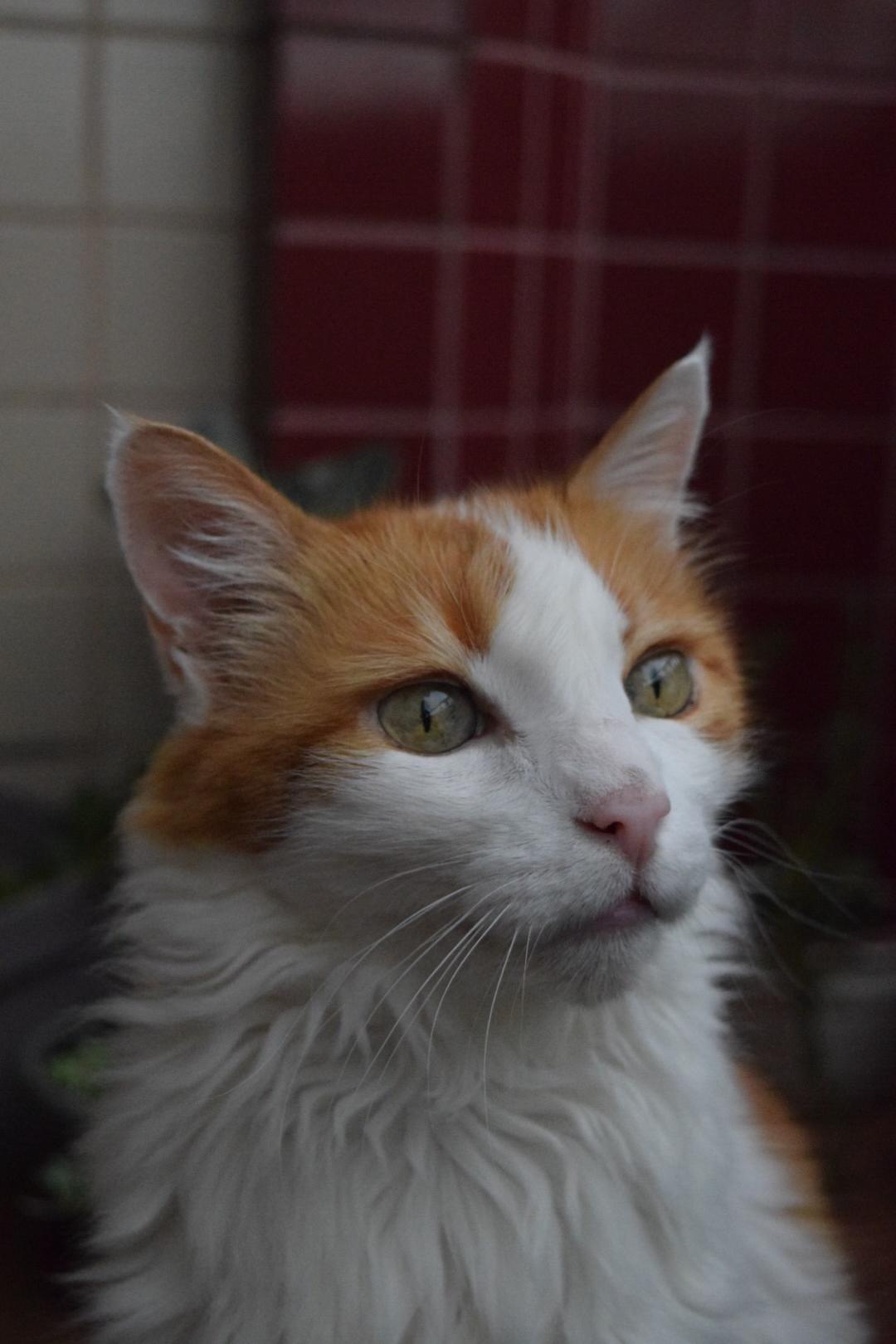 This is my 15 year old cat. Hes my best friend and i think hes