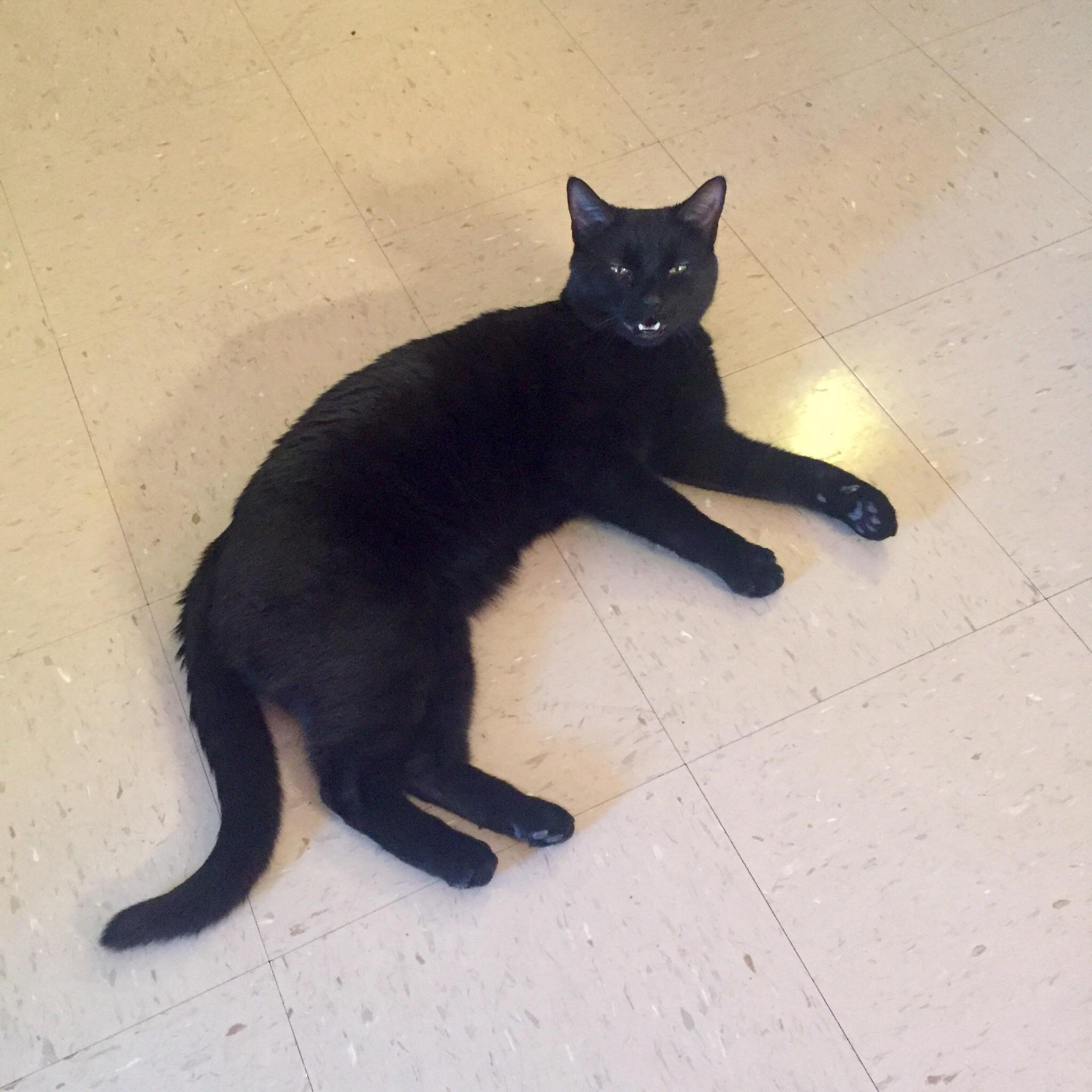 “You left me at cat daycare for a week!” teefies r/teefies