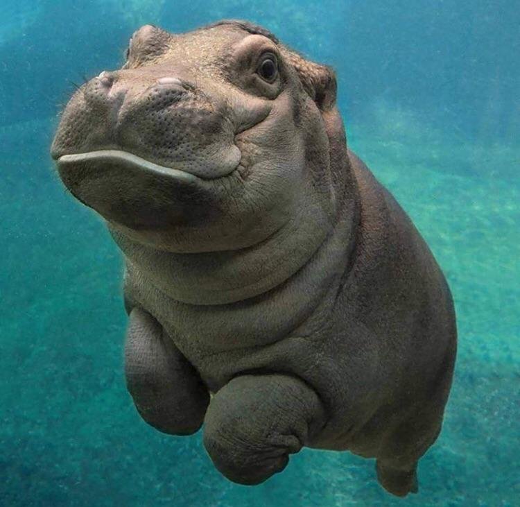 Baby hippos ftw r/aww
