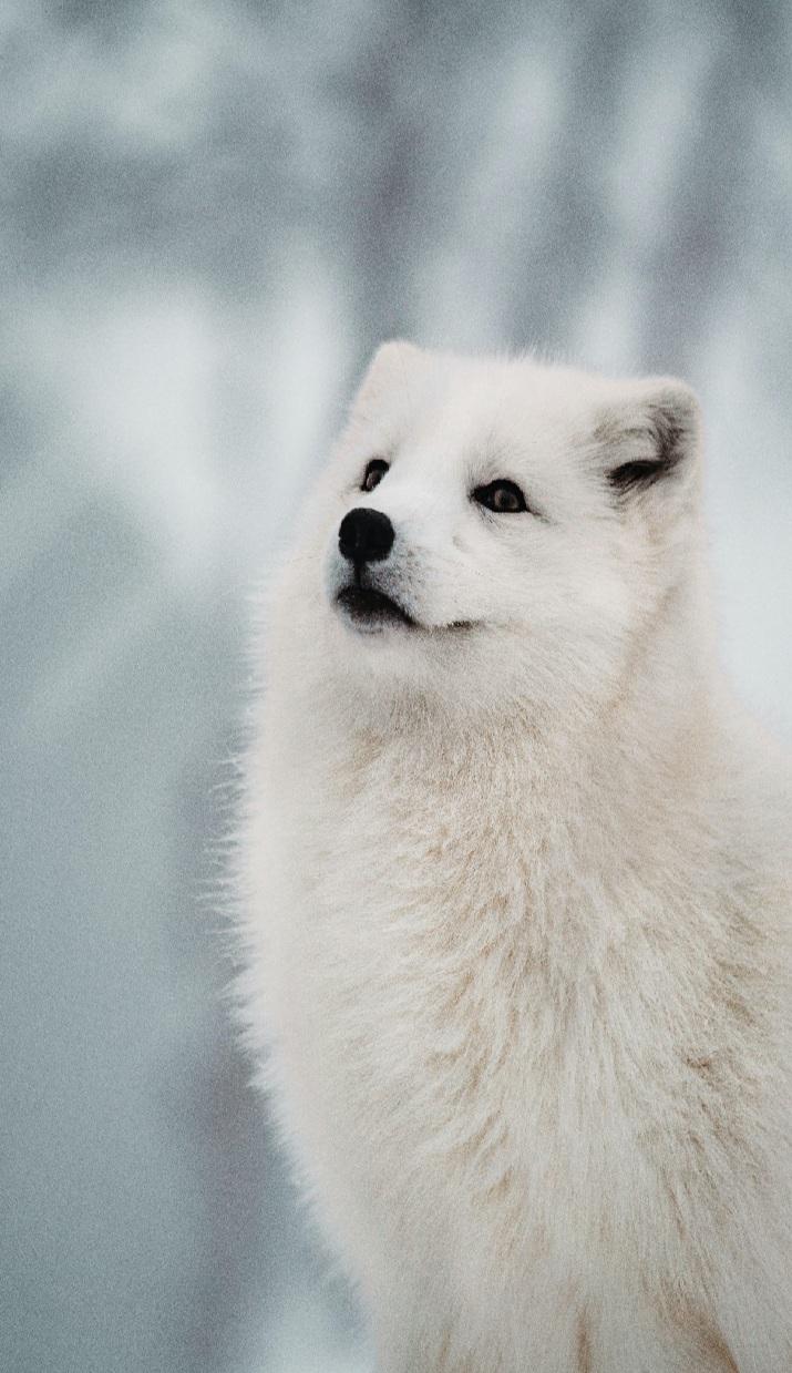 Arctic Fox r/foxes