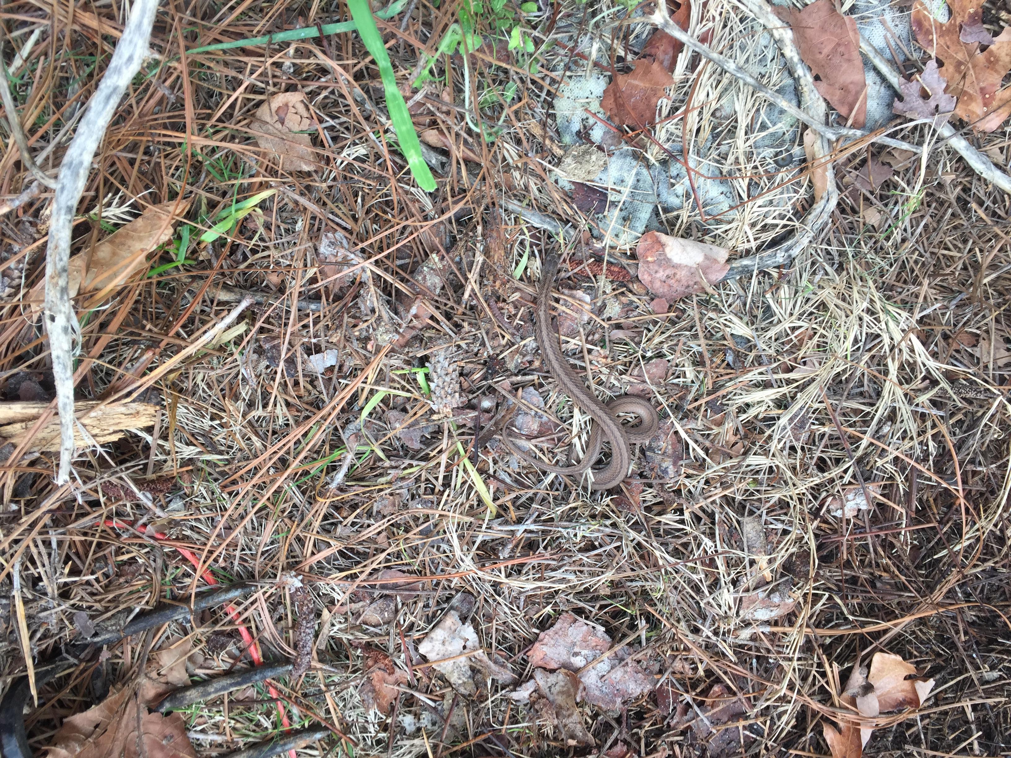 What's this snake? Central NC, under some pine straw r/snakes