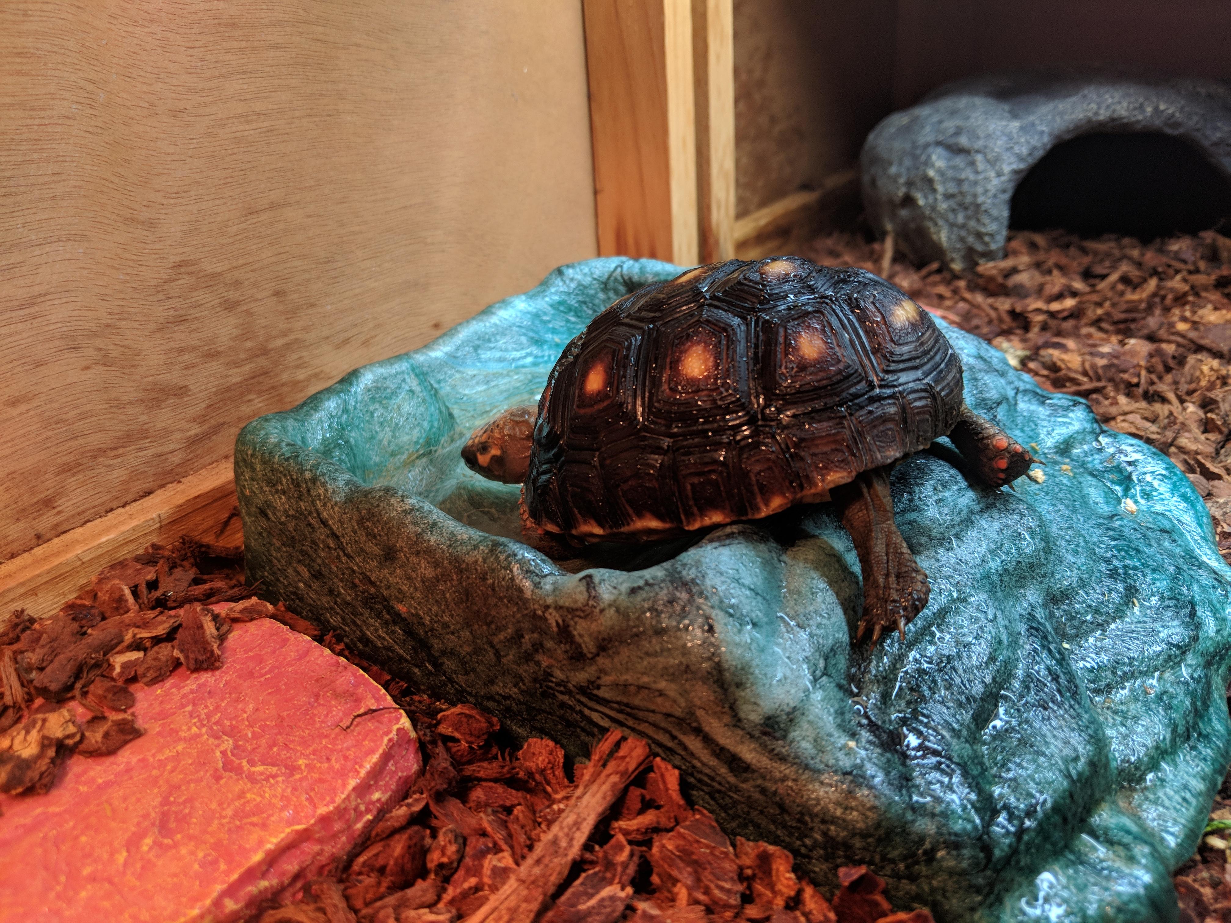this is how our tort likes to drink his water tortoise